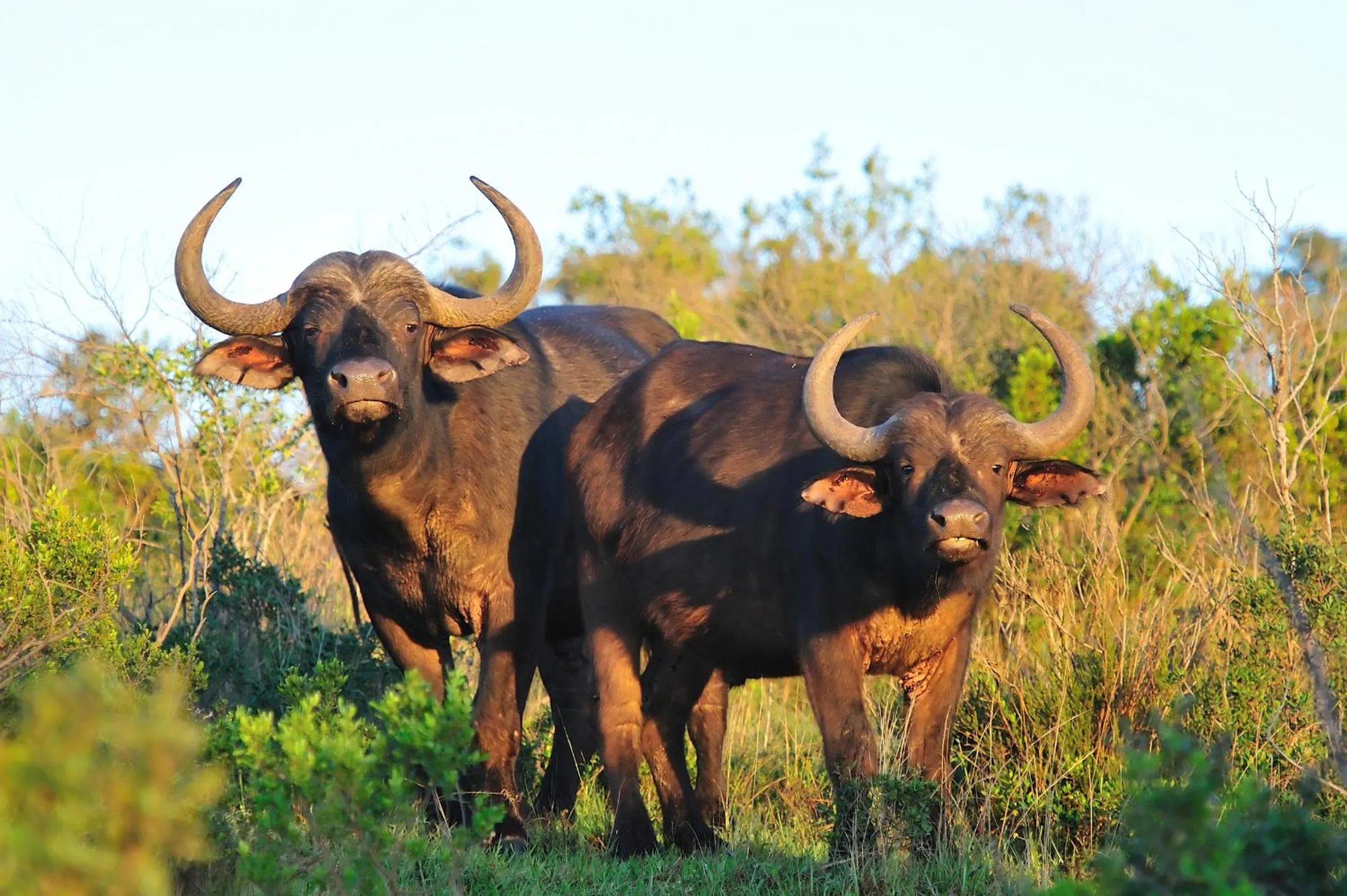 Natural landscape in Kariega Game Reserve Ukhozi Lodge