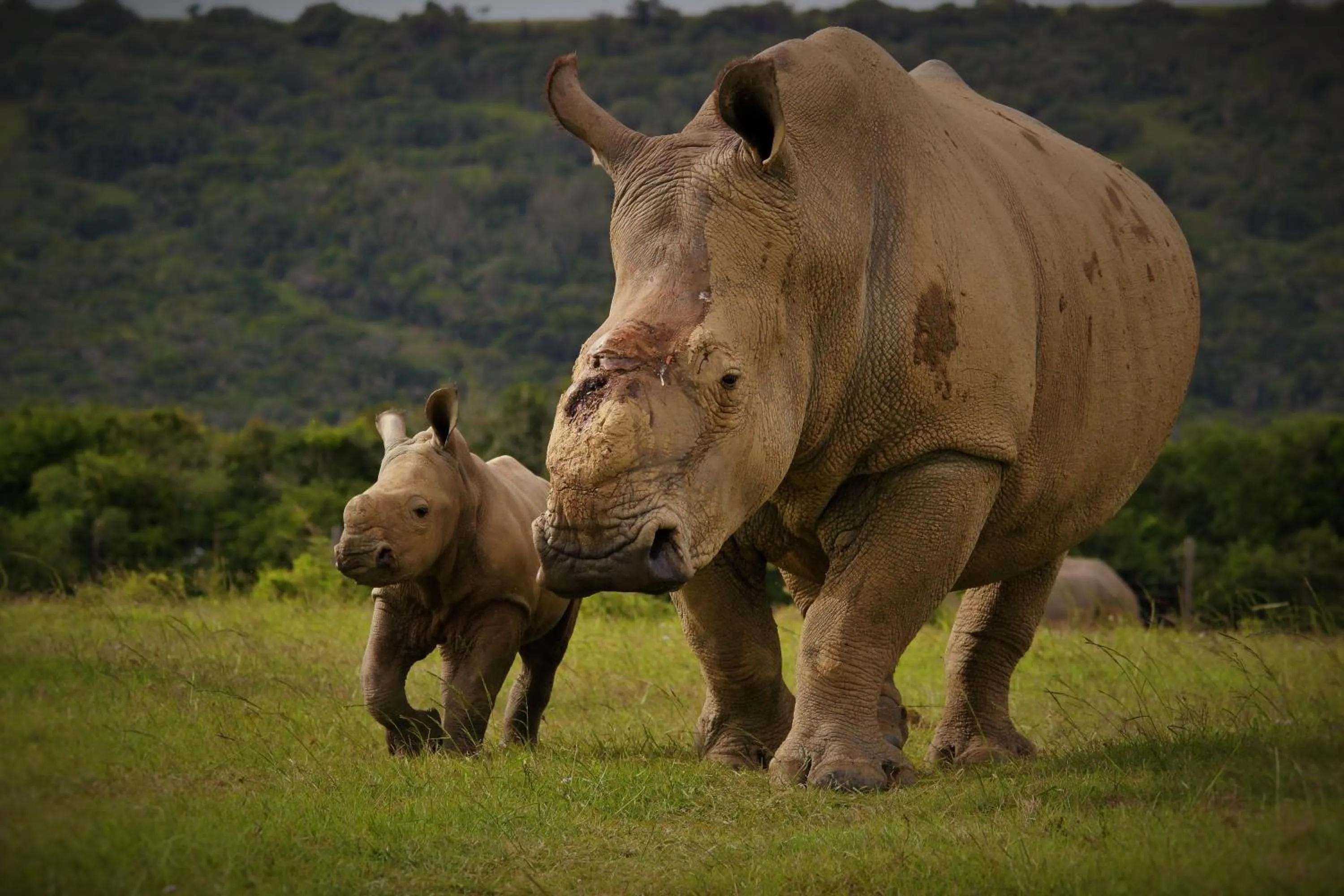 Animals in Kariega Game Reserve Ukhozi Lodge