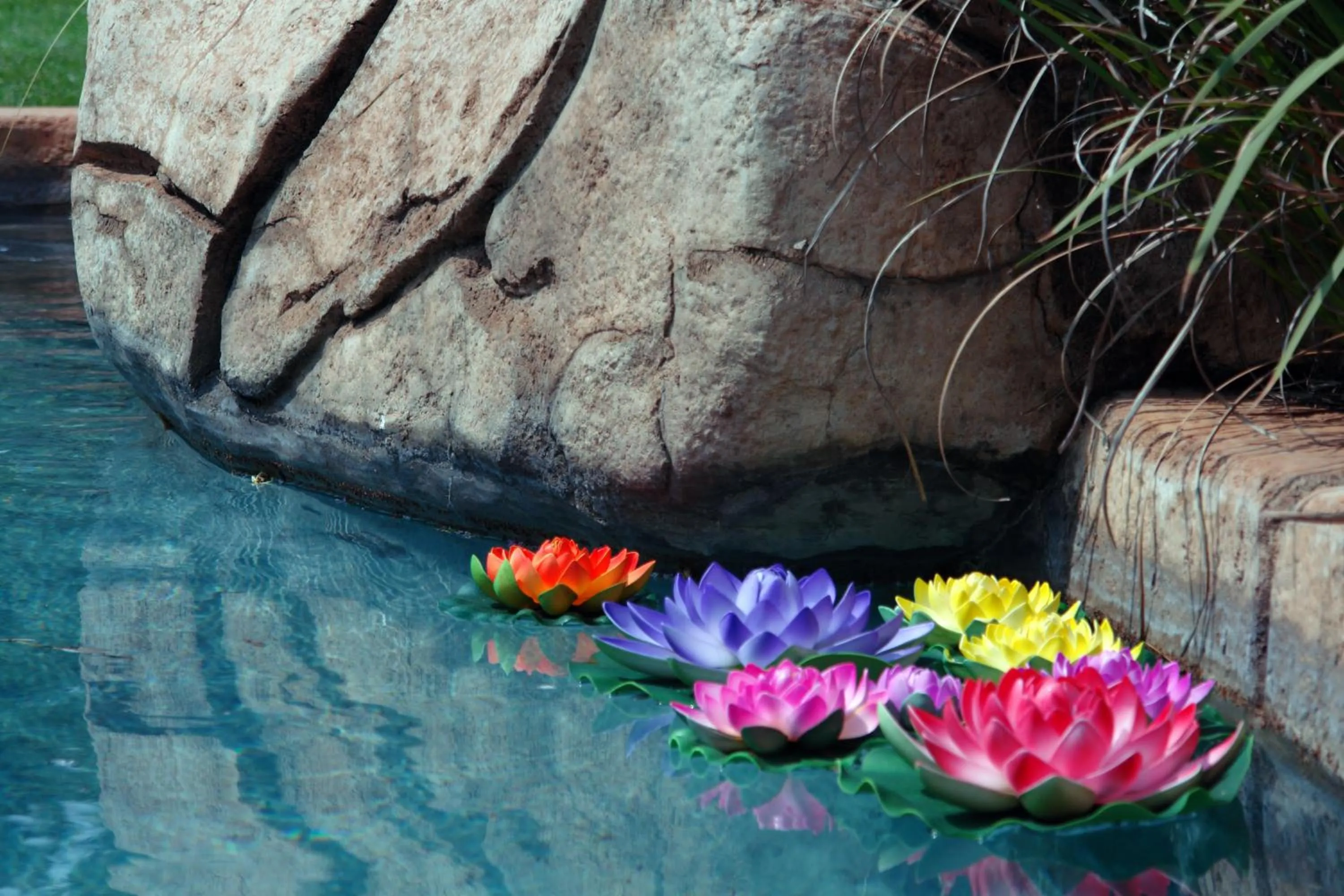 Garden in African Silhouette Guesthouse