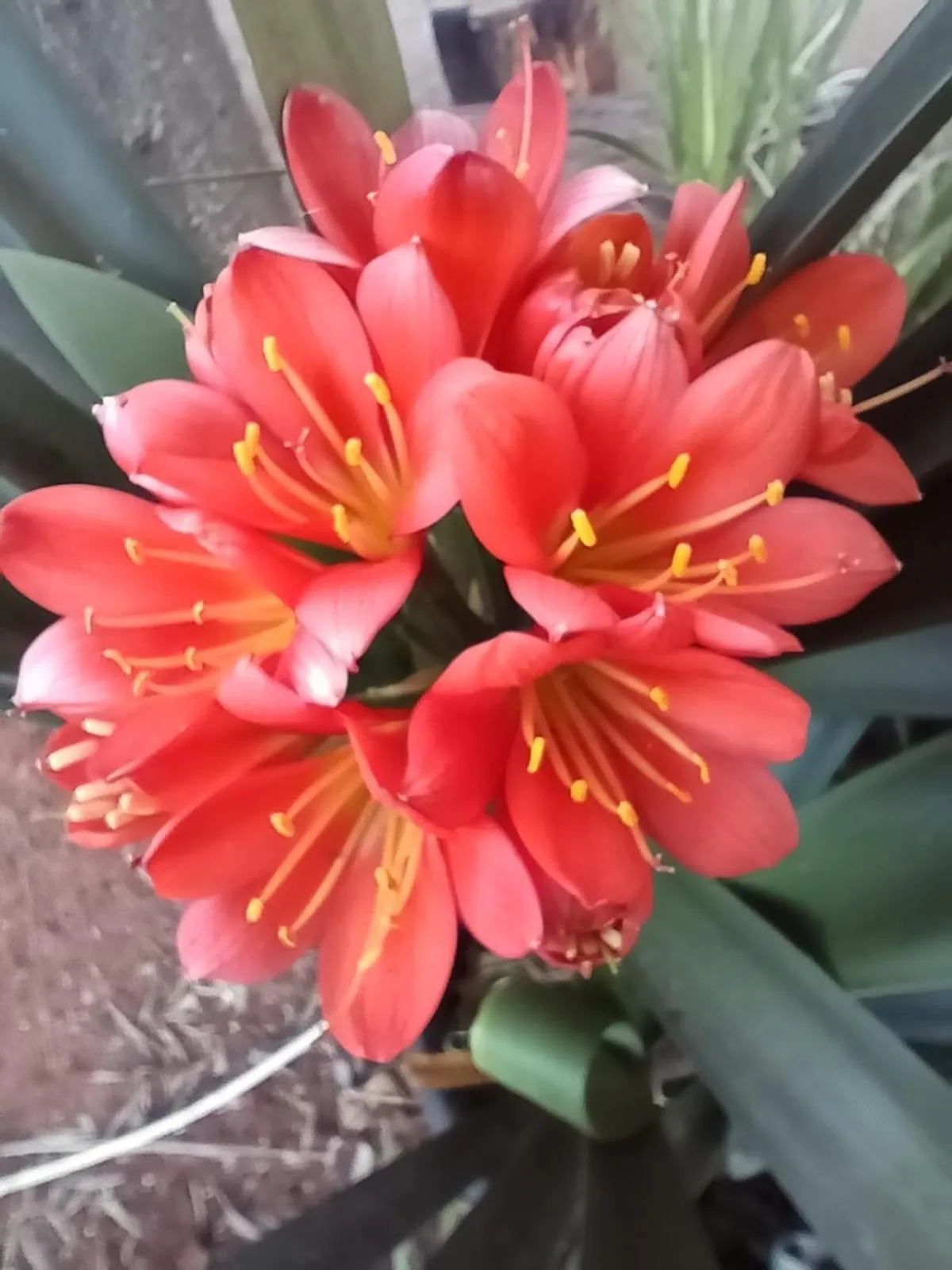 African Silhouette Guesthouse