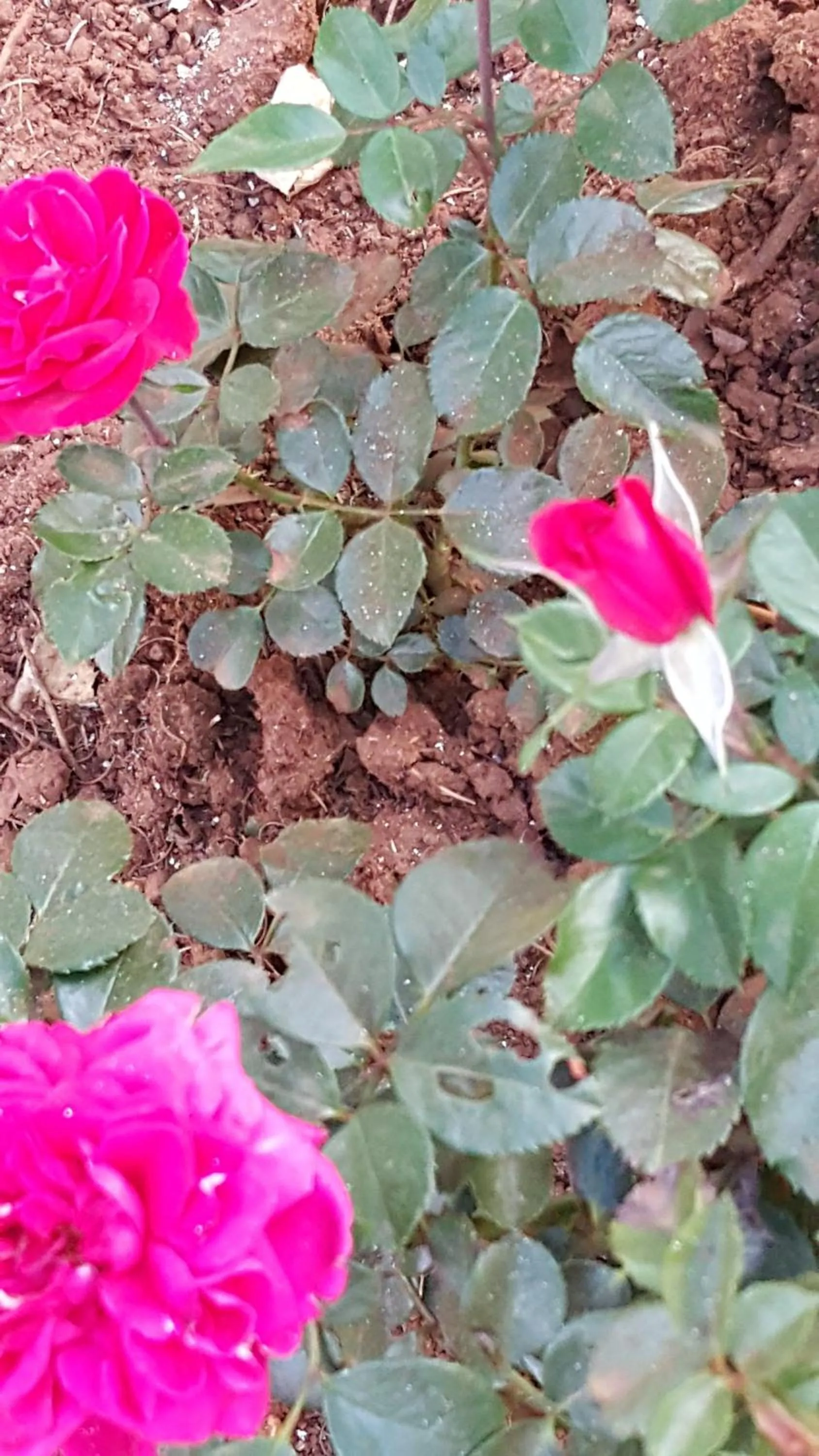 Garden in African Silhouette Guesthouse