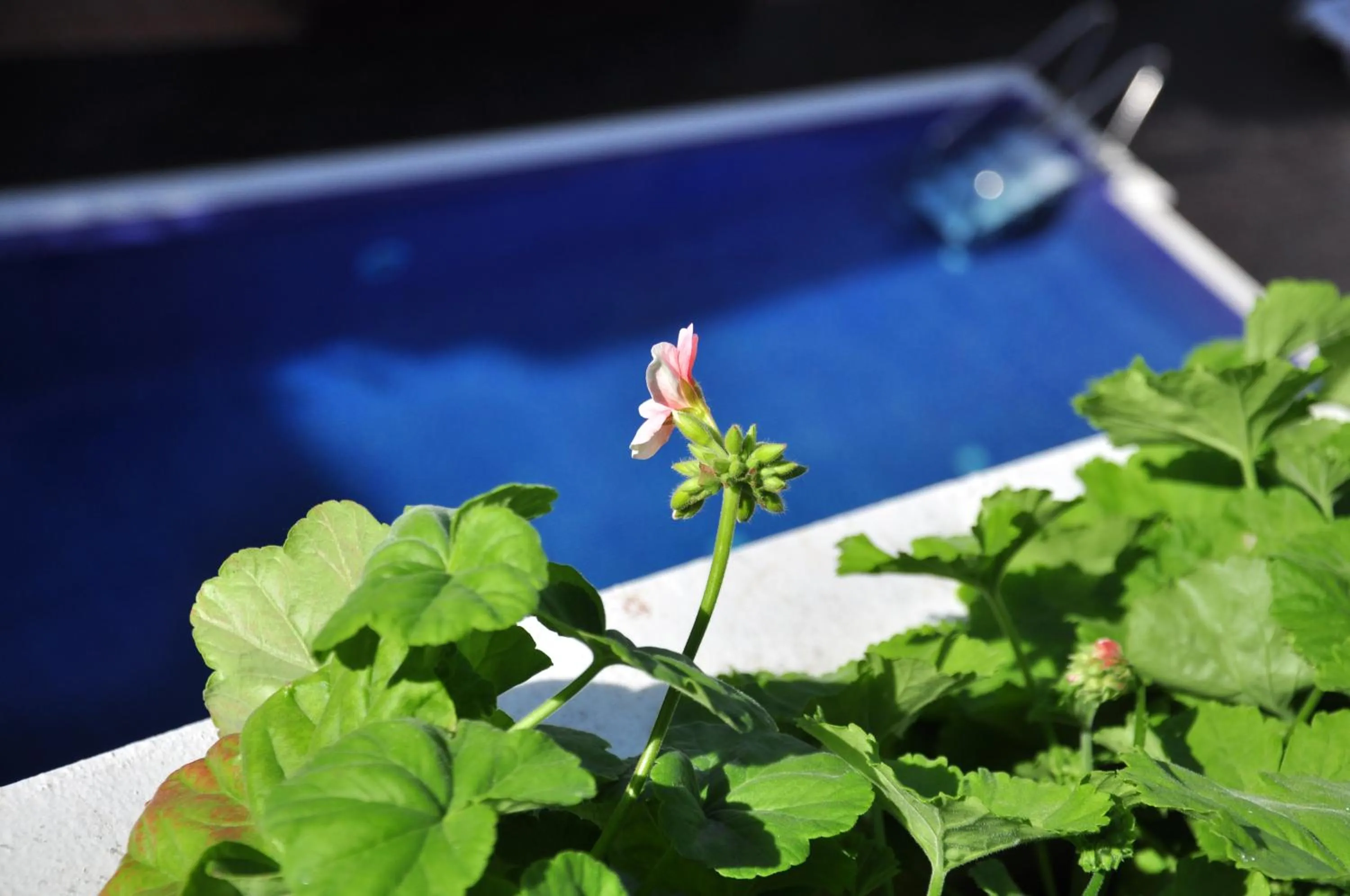 Spring in Aparthotel Puerto Mar