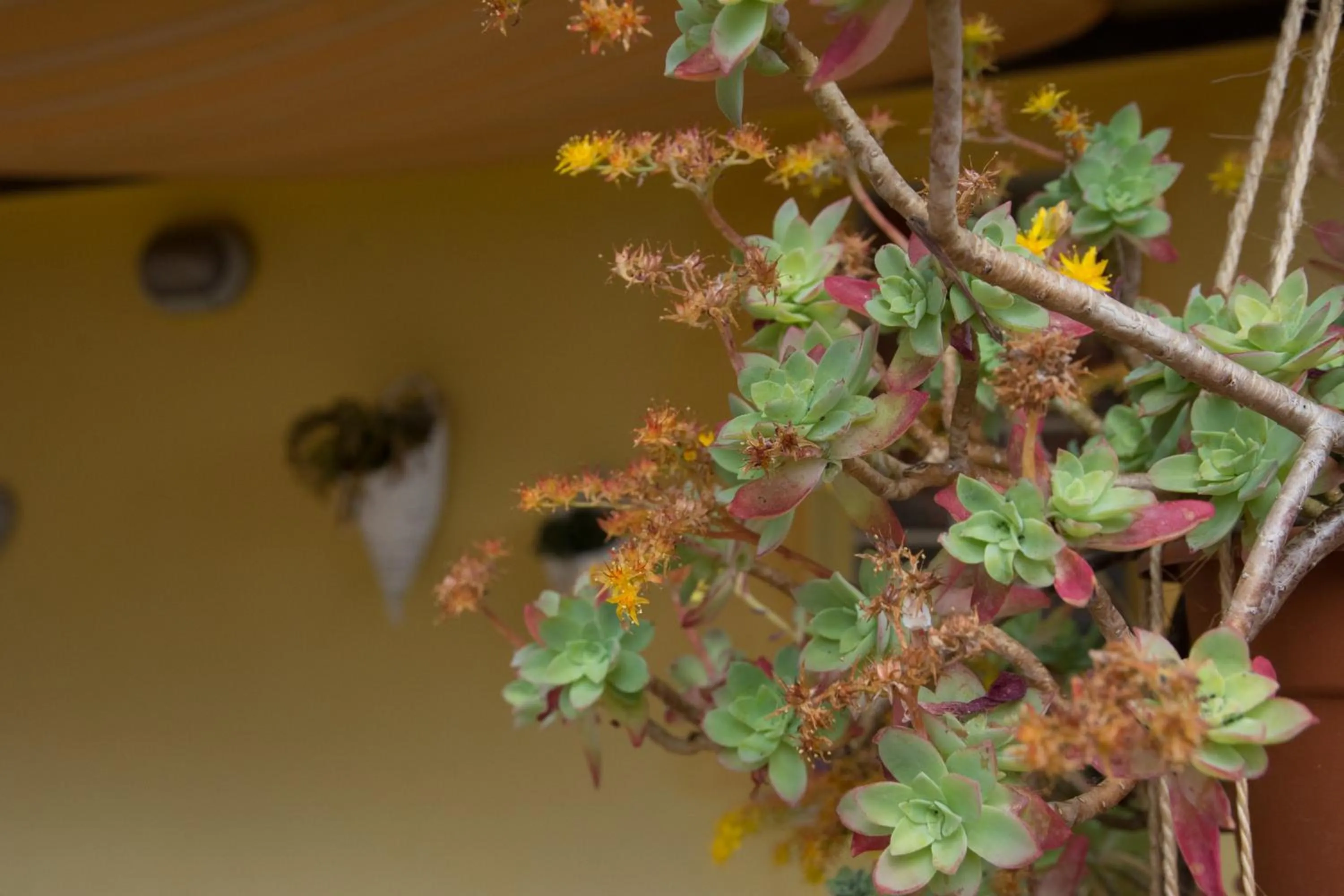 Decorative detail in B&B Annalu'