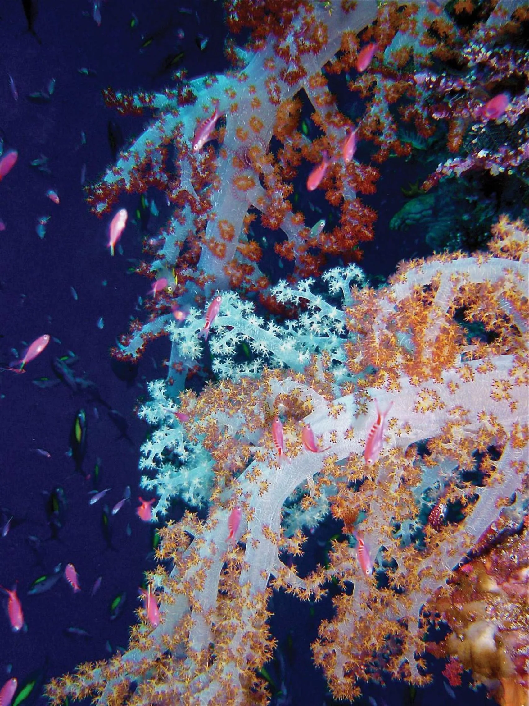 Activities in OBLU NATURE Helengeli-All-Inclusive with free Transfers