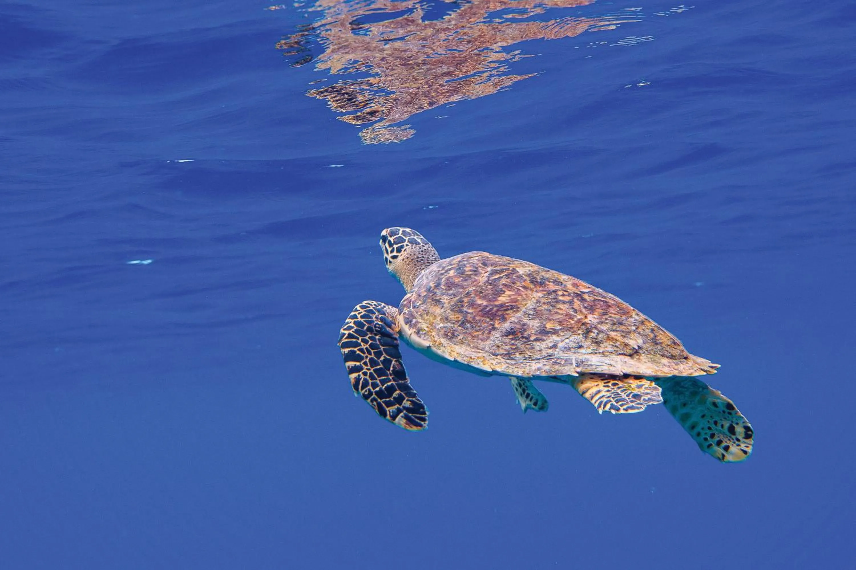 Activities in OBLU NATURE Helengeli-All-Inclusive with free Transfers