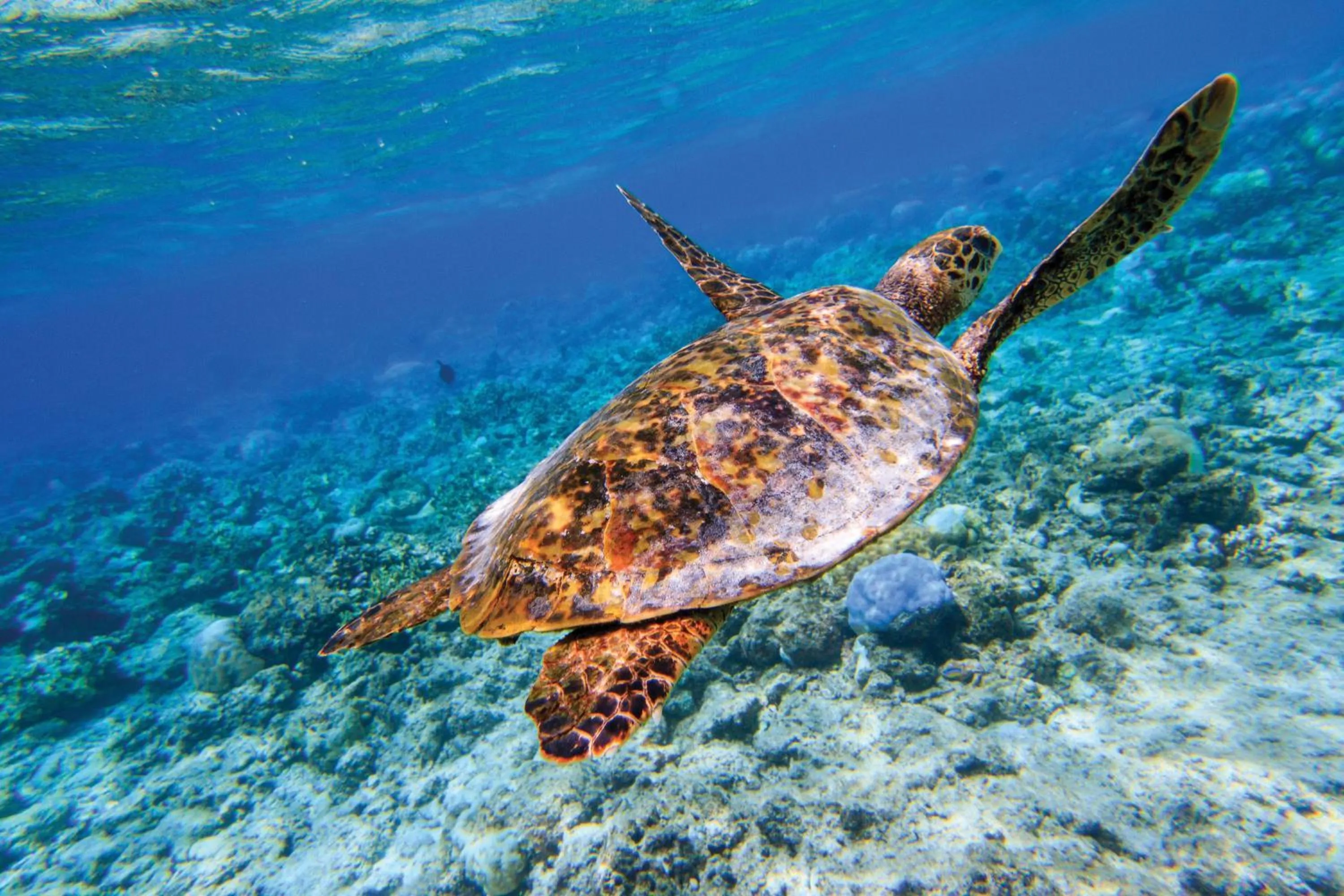 Activities in OBLU NATURE Helengeli-All-Inclusive with free Transfers