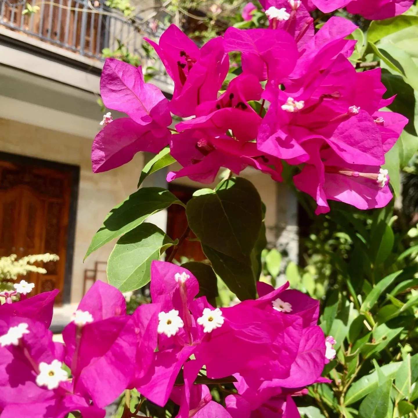 Property building in Wina Ubud B&B