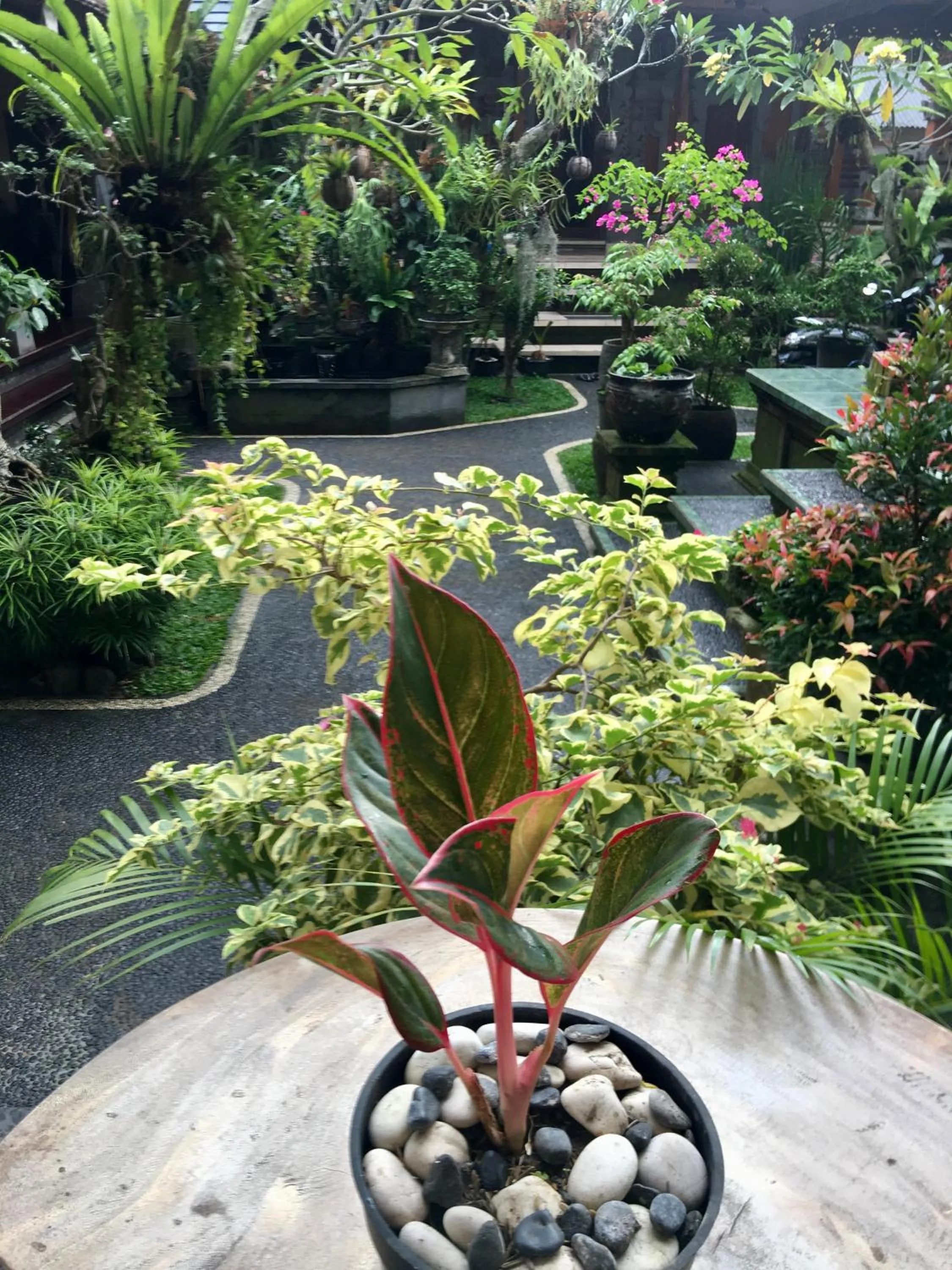 Garden view in Wina Ubud B&B