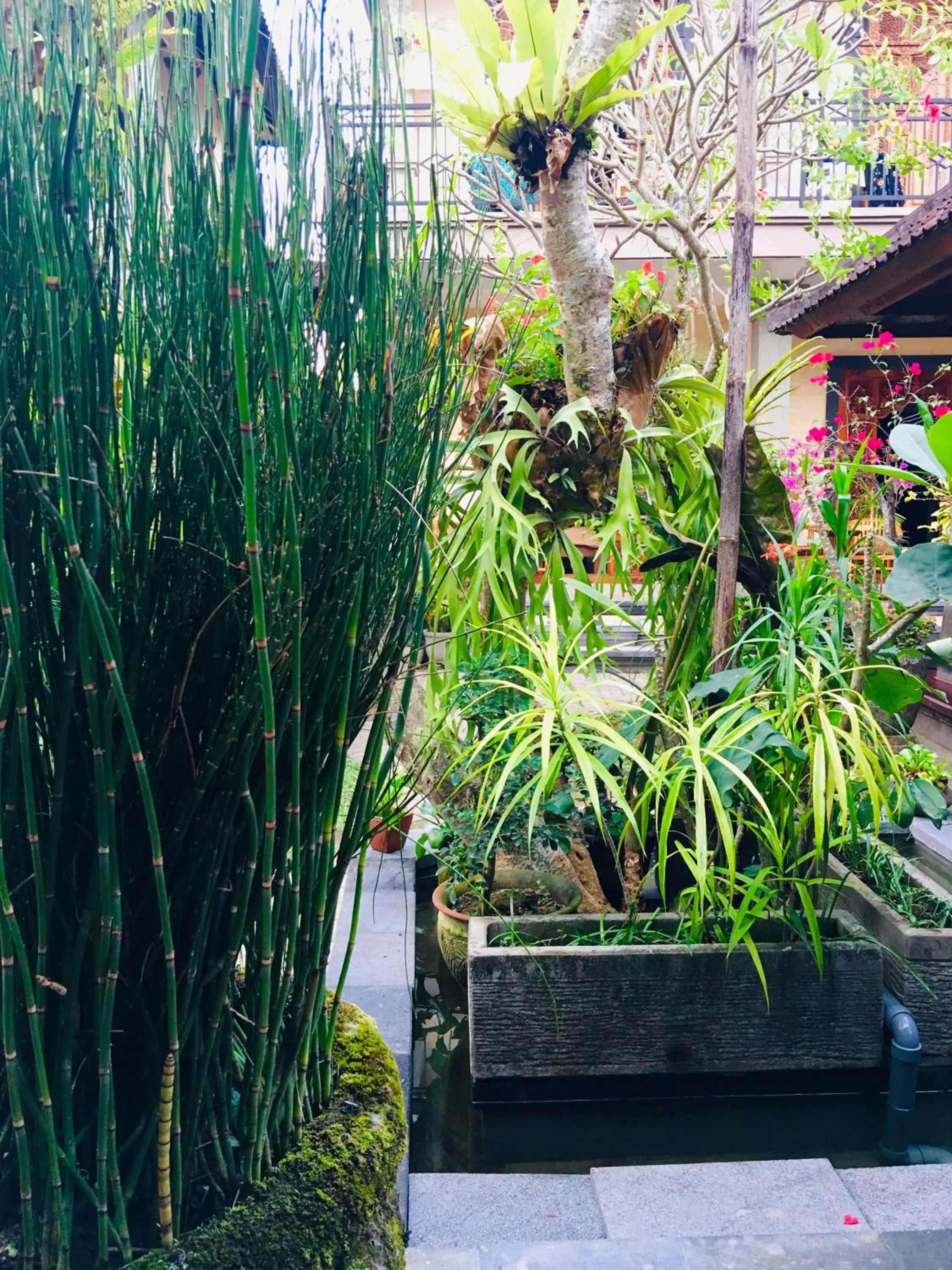 Garden in Wina Ubud B&B