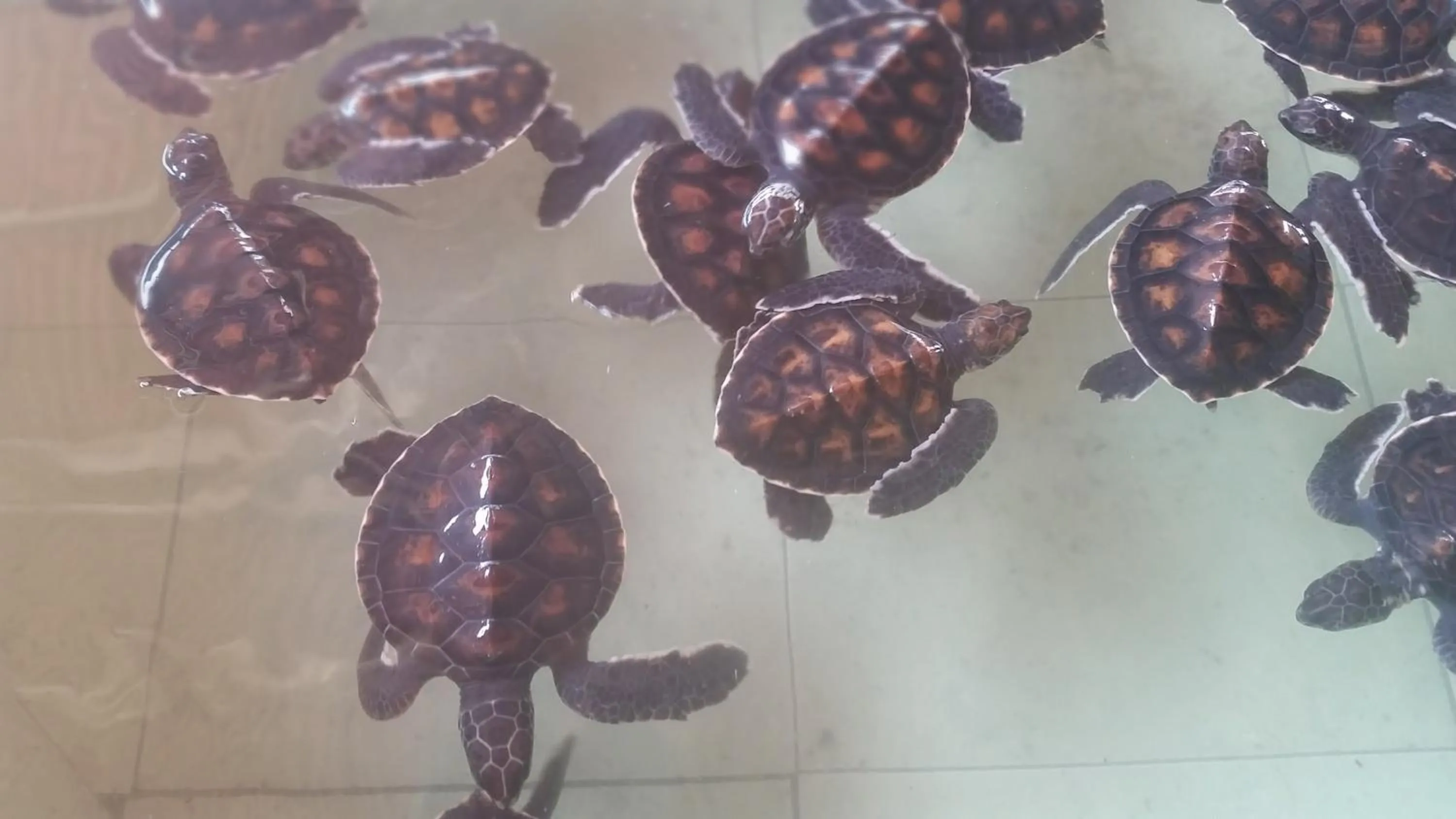 Animals in Kampung Meno Bungalows