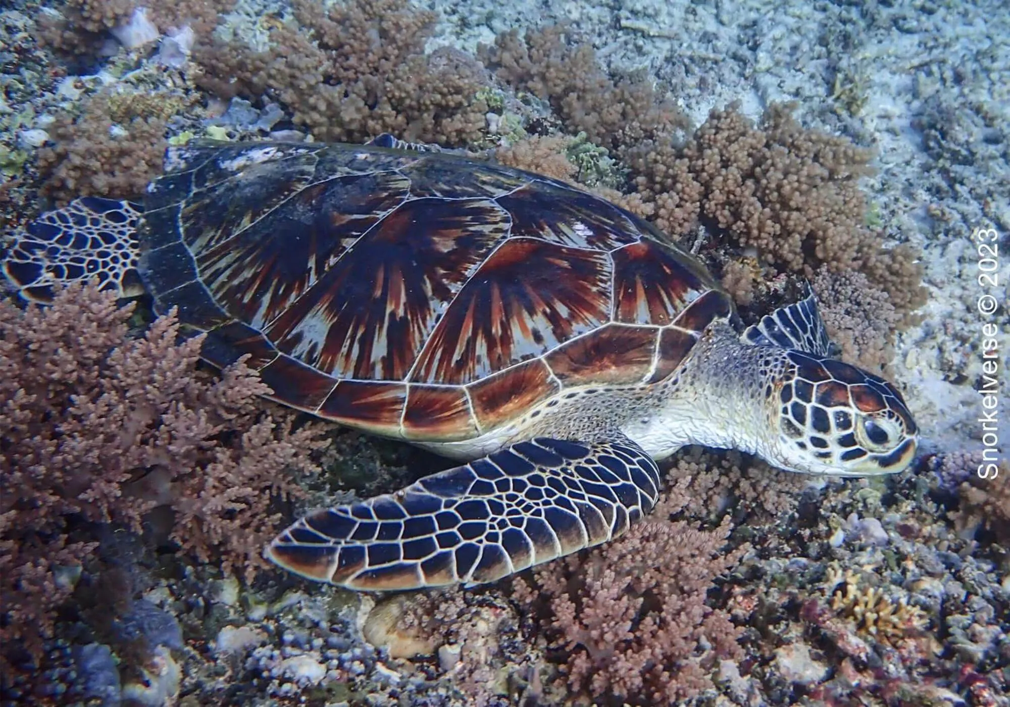 Snorkeling in Kampung Meno Bungalows