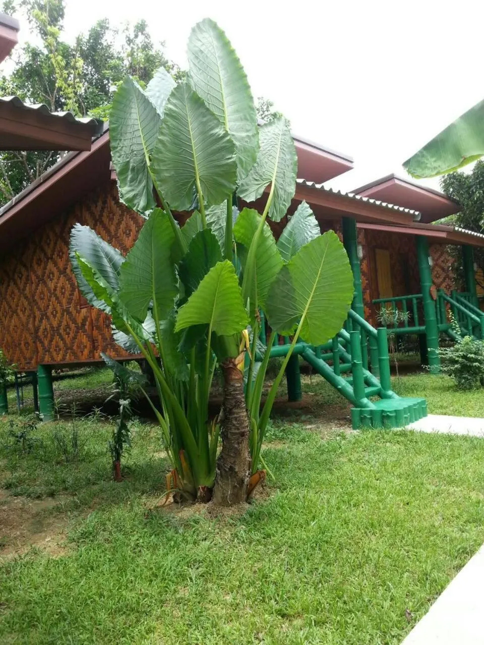 Natural landscape in Khao Sok Royal Bamboo Lodges - SHA Certified