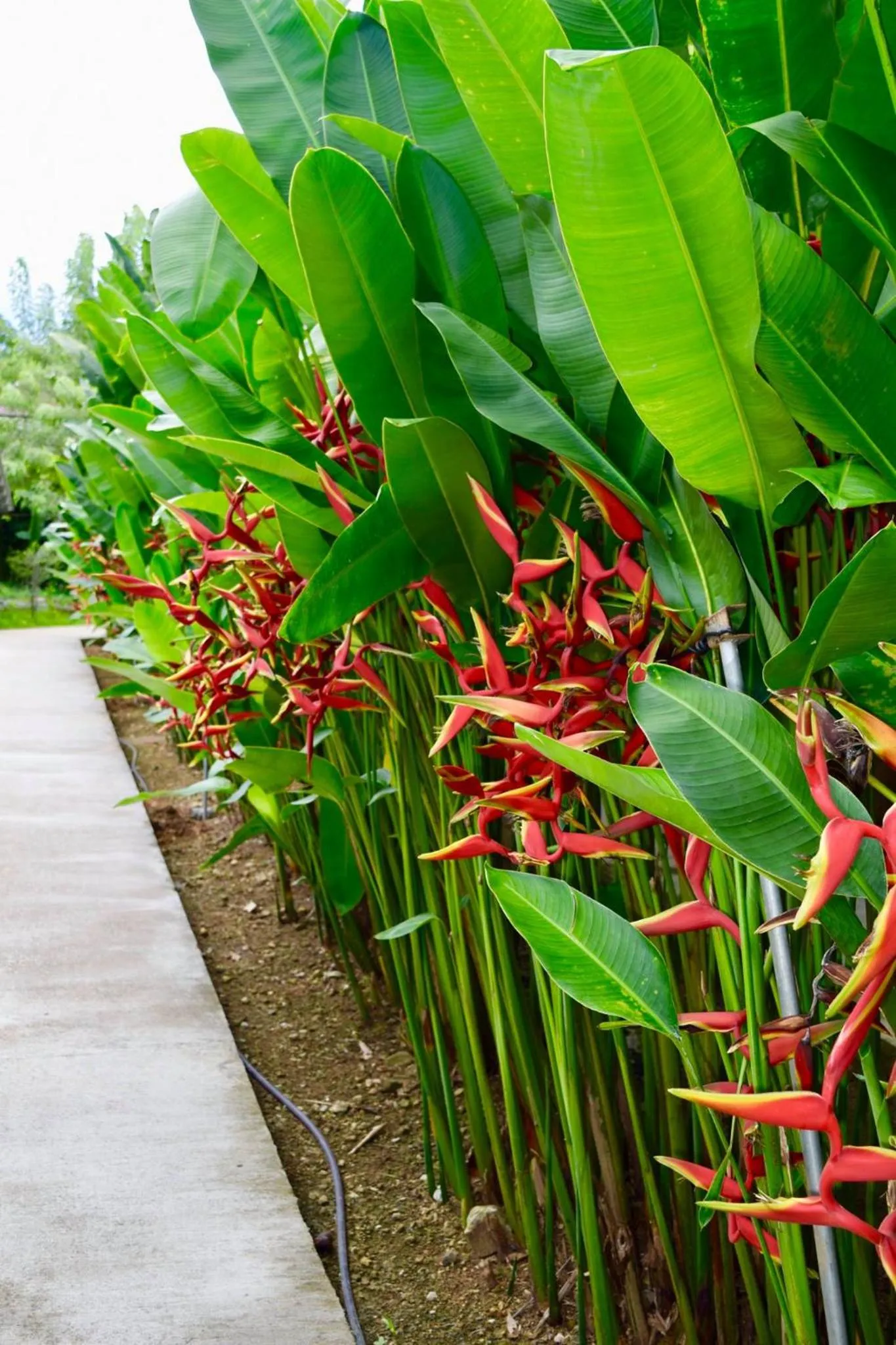 Patio in Khao Sok Royal Bamboo Lodges - SHA Certified