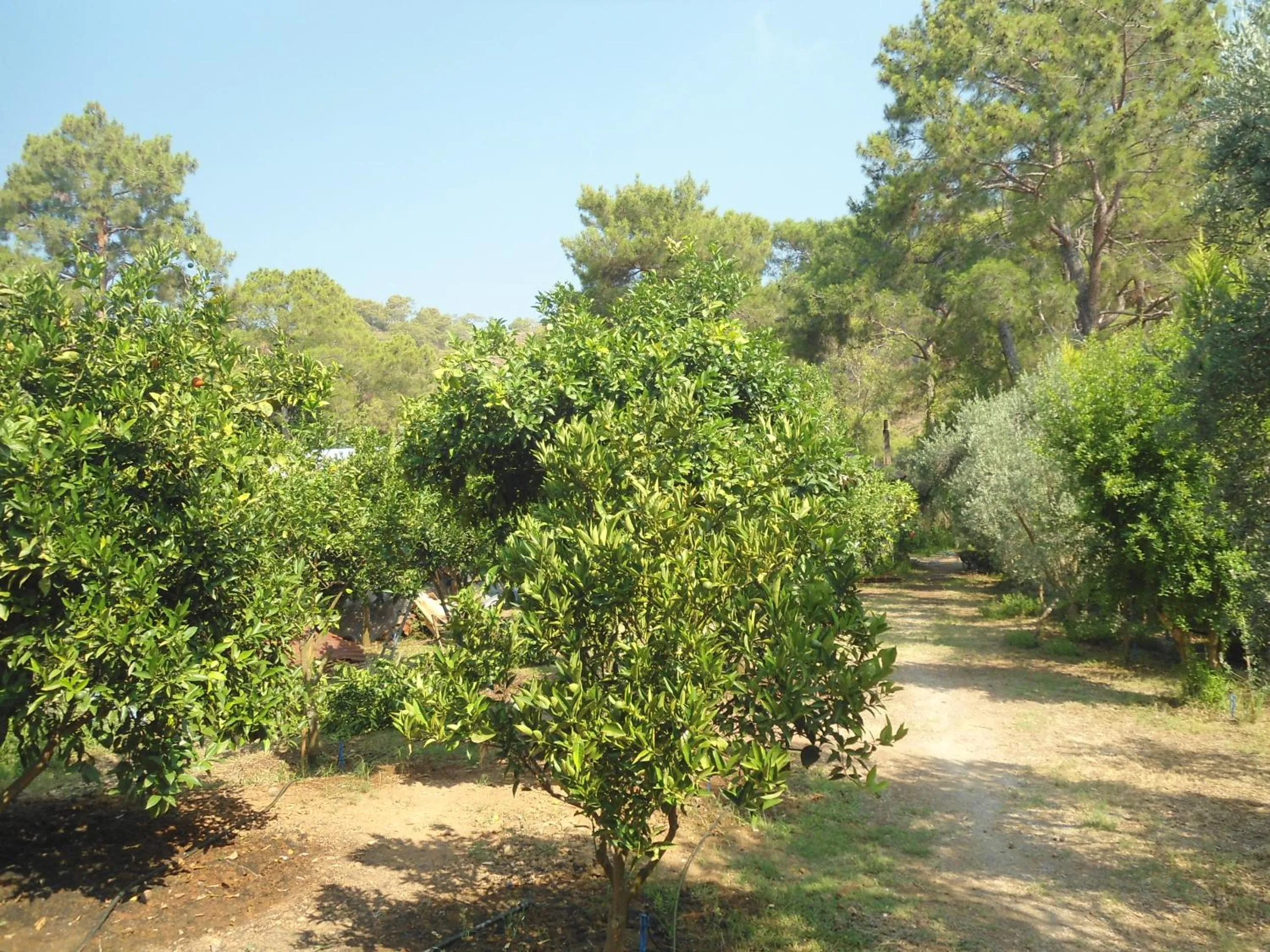 Garden in Bungalow Halil