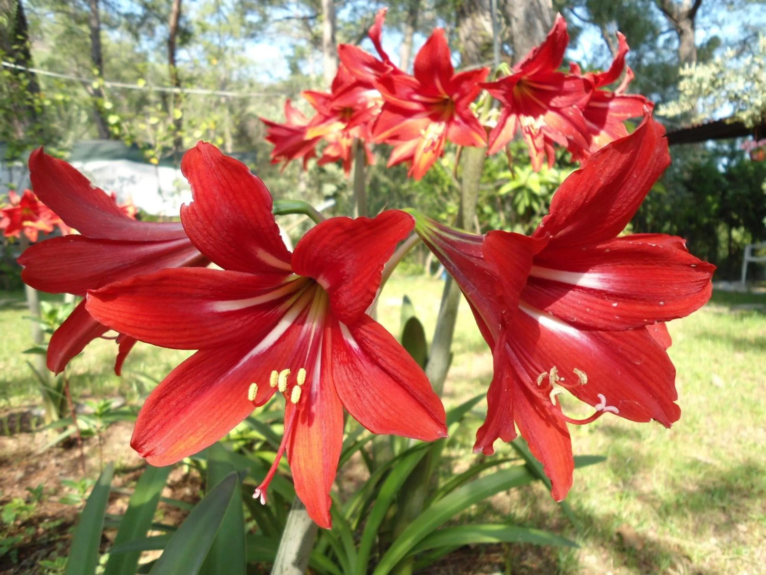 Garden in Bungalow Halil