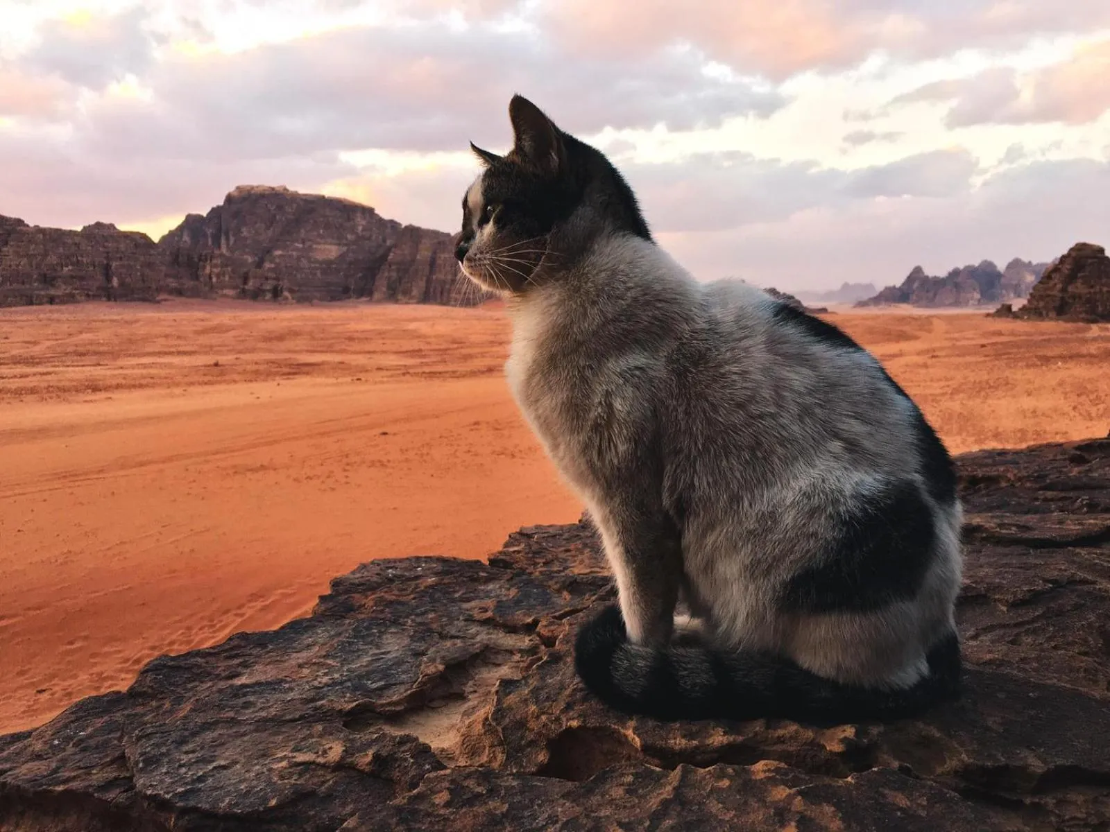 Martian Desert Camp