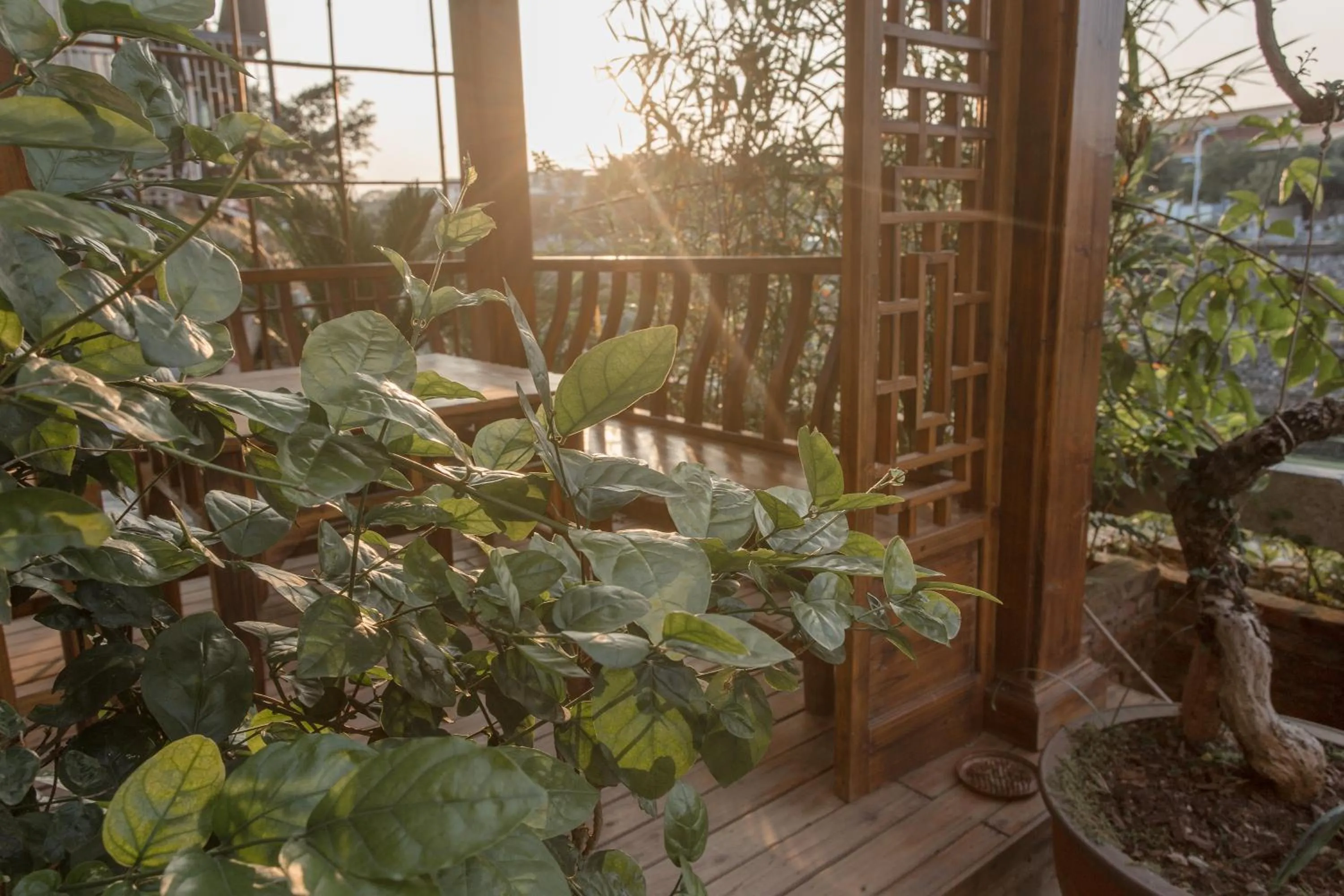 Garden in Zen Tea House Seven Stars Park