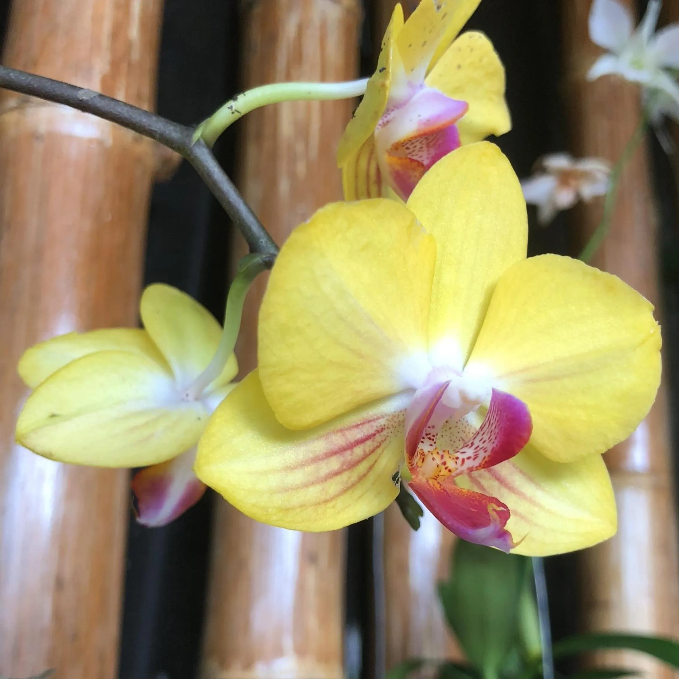 Area and facilities in Club Agutaya