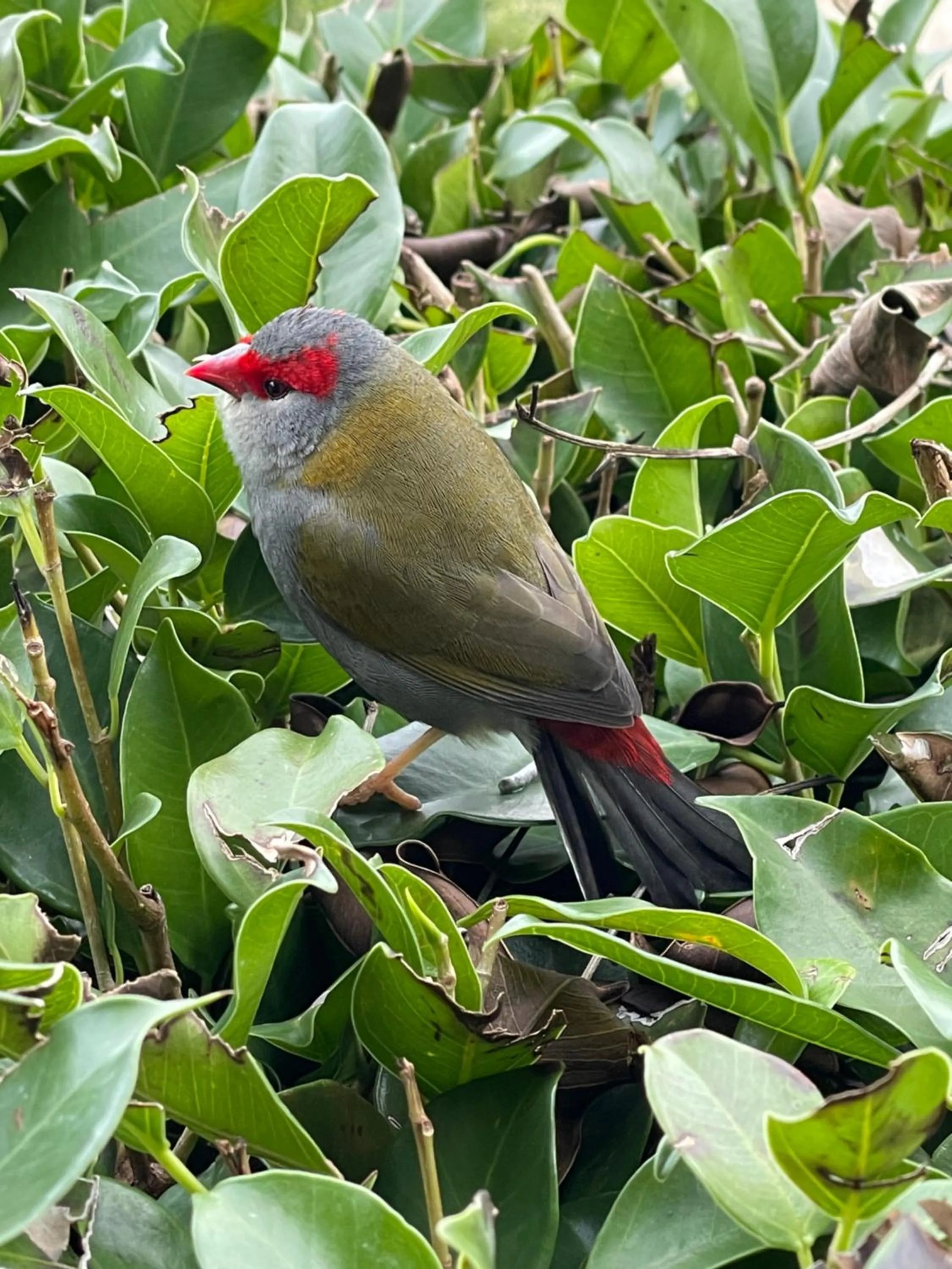 Garden in The Studio - Yarra Valley