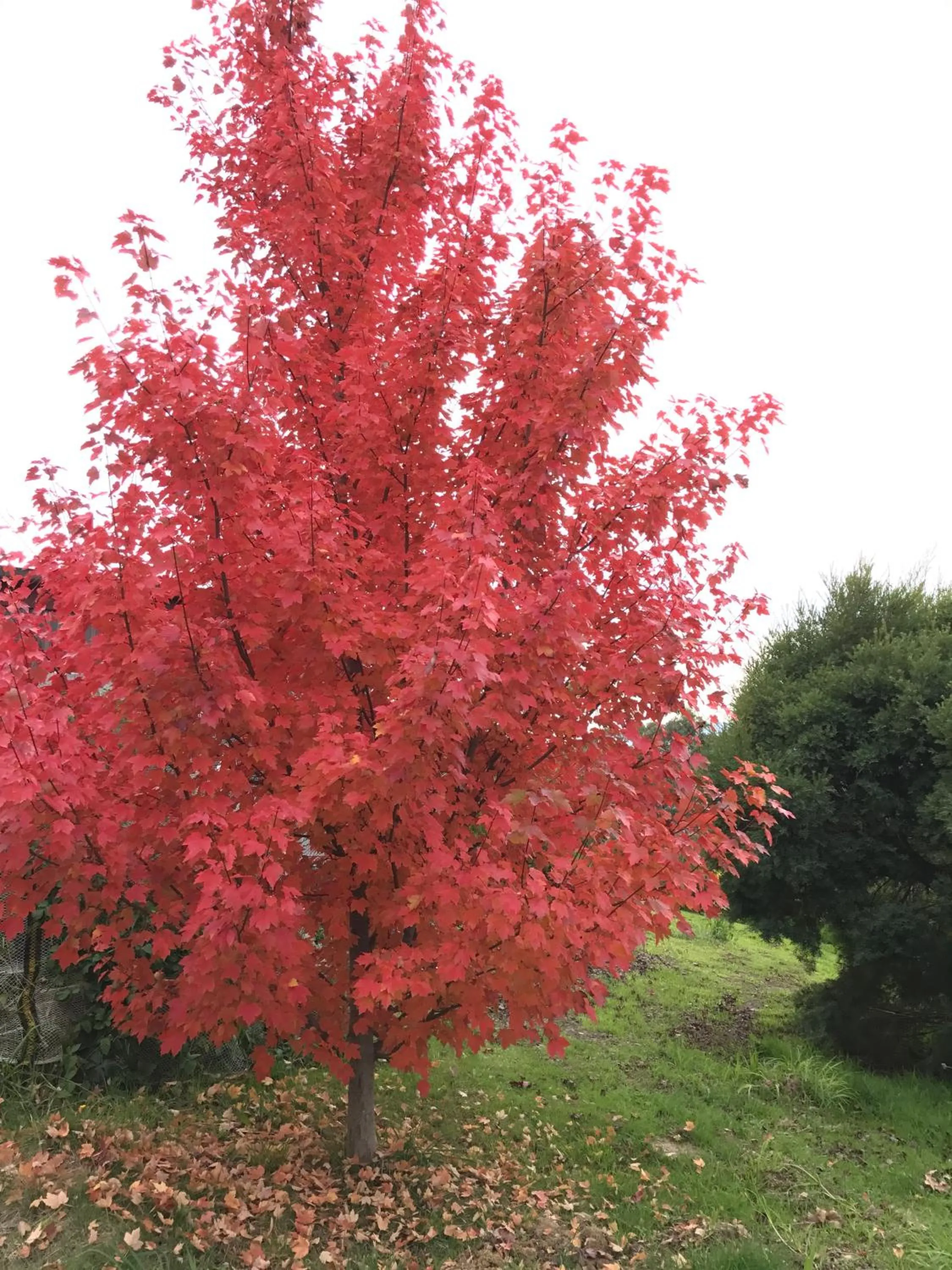 Natural landscape in The Studio - Yarra Valley
