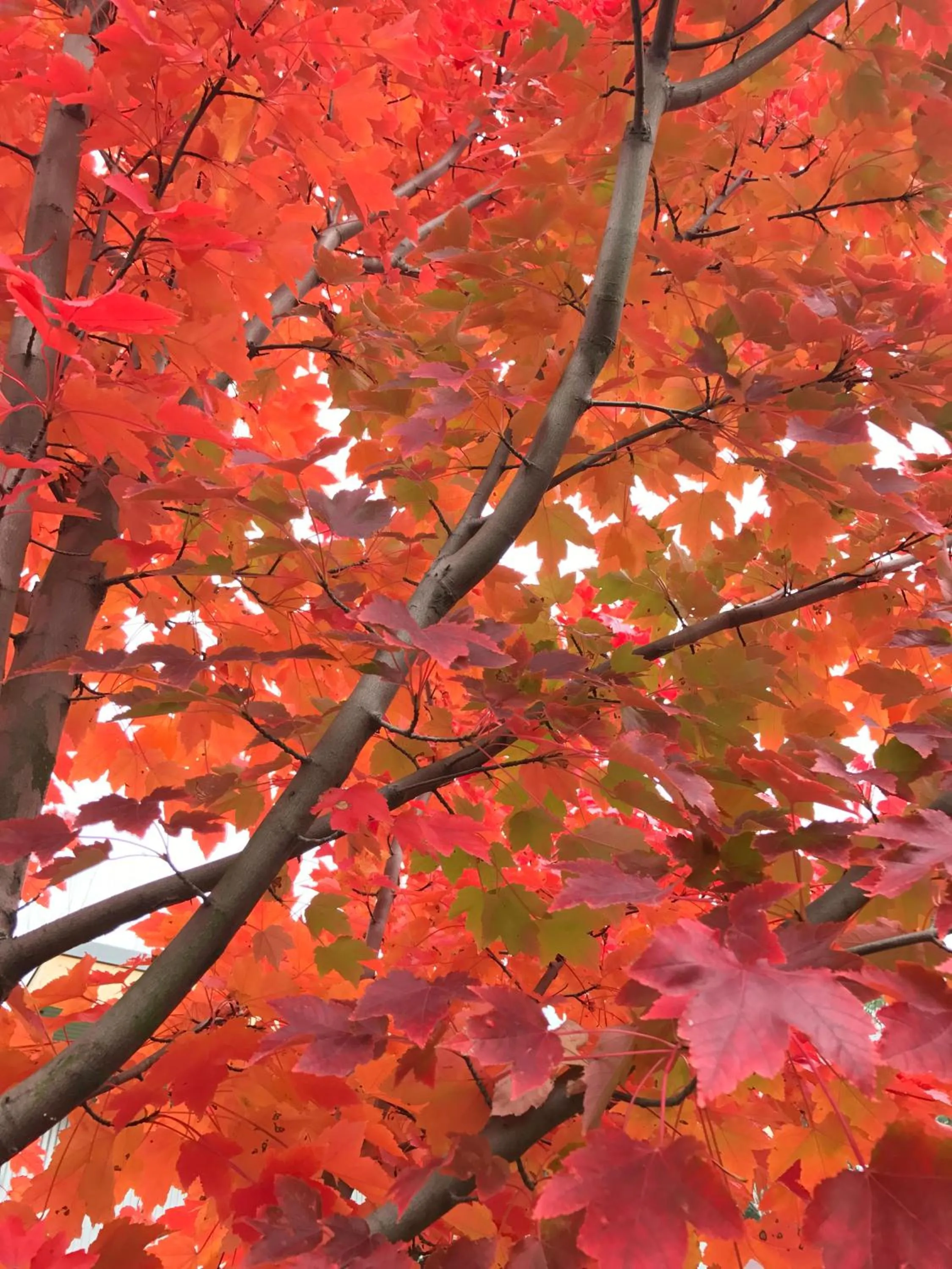 Garden in The Studio - Yarra Valley