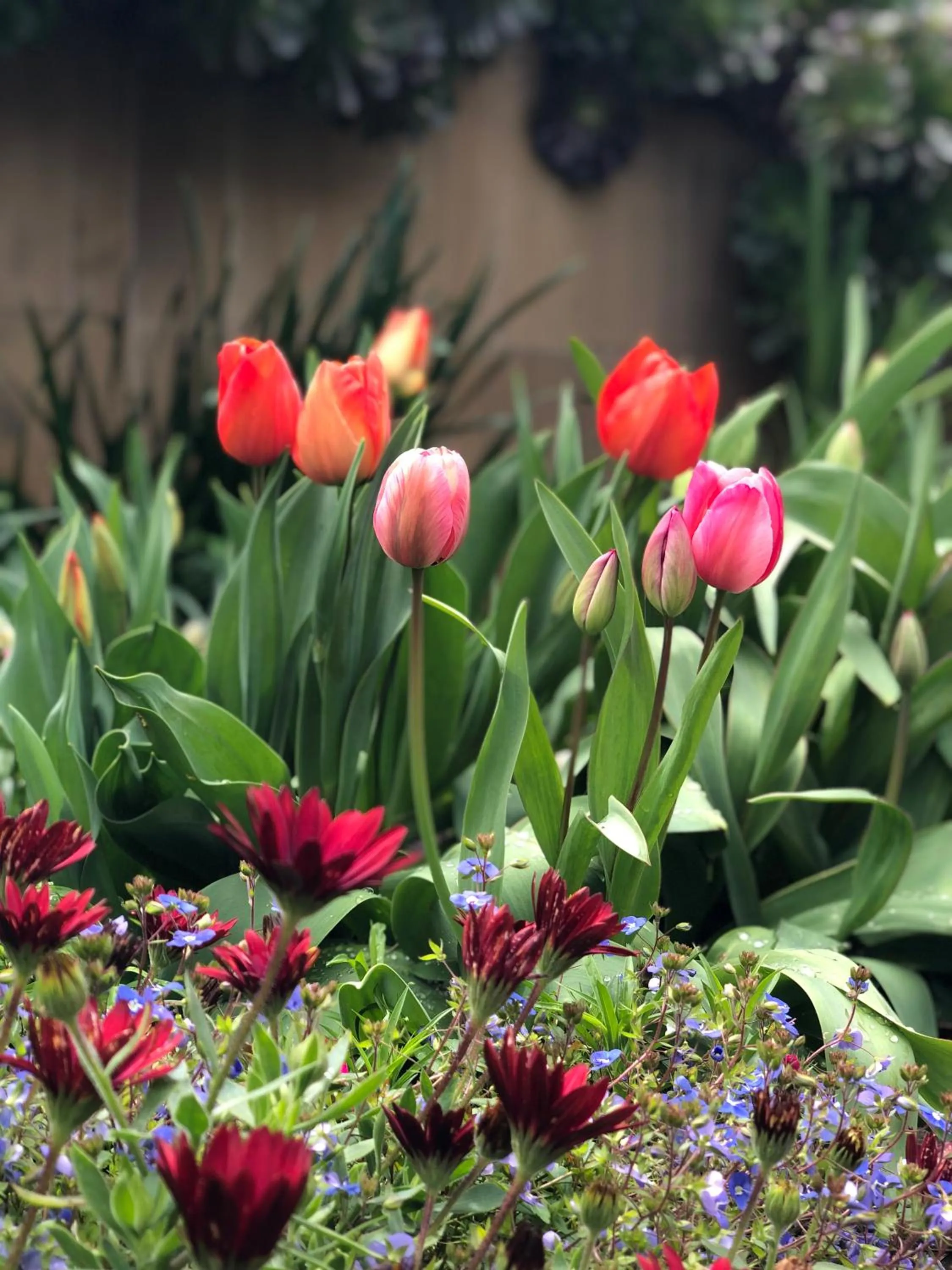Garden in The Studio - Yarra Valley