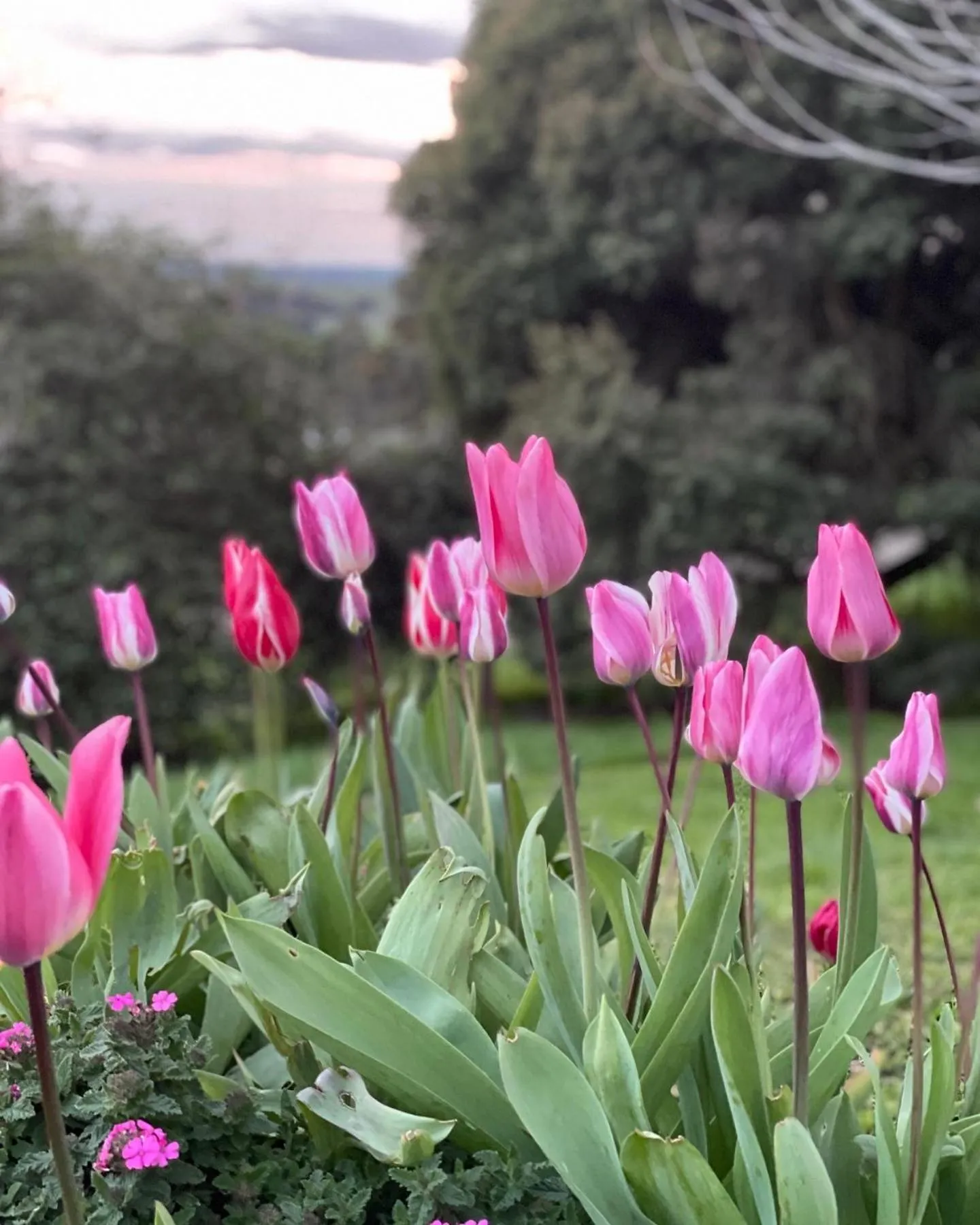 Garden in The Studio - Yarra Valley