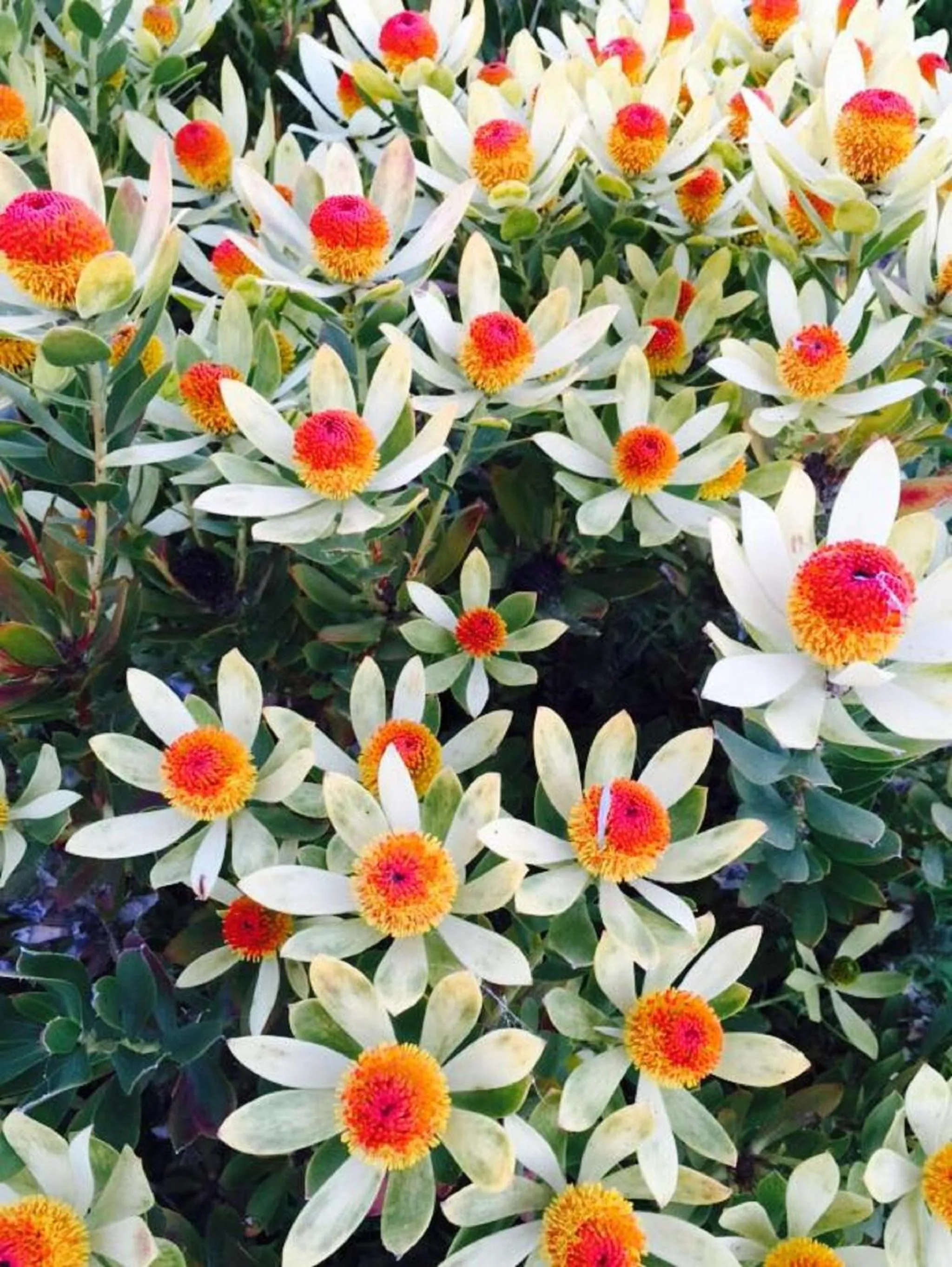 Garden in The Studio - Yarra Valley