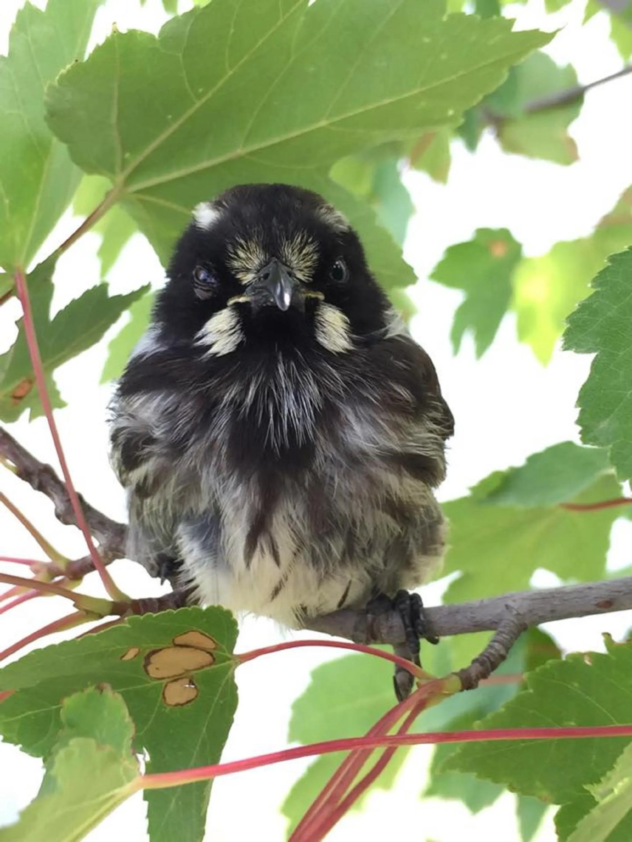 Garden in The Studio - Yarra Valley