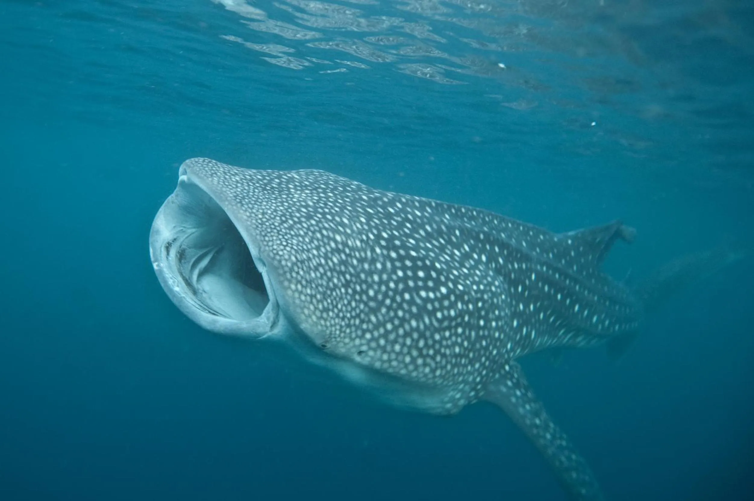 Animals in Pintuyan Dive Resort