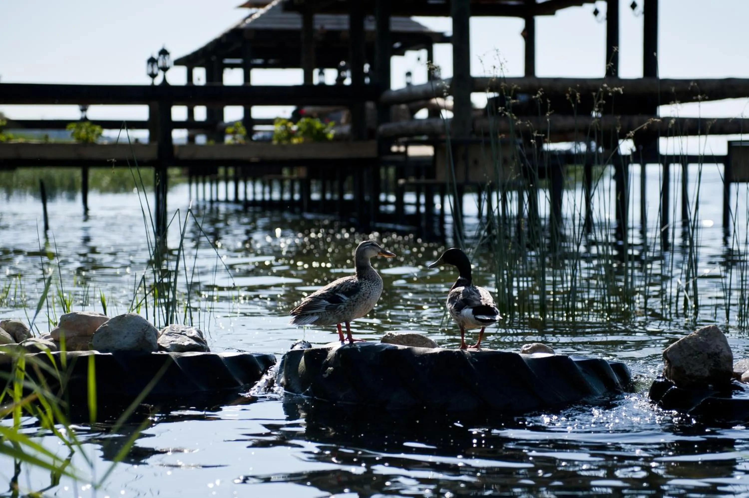 Animals in Iznik Askania