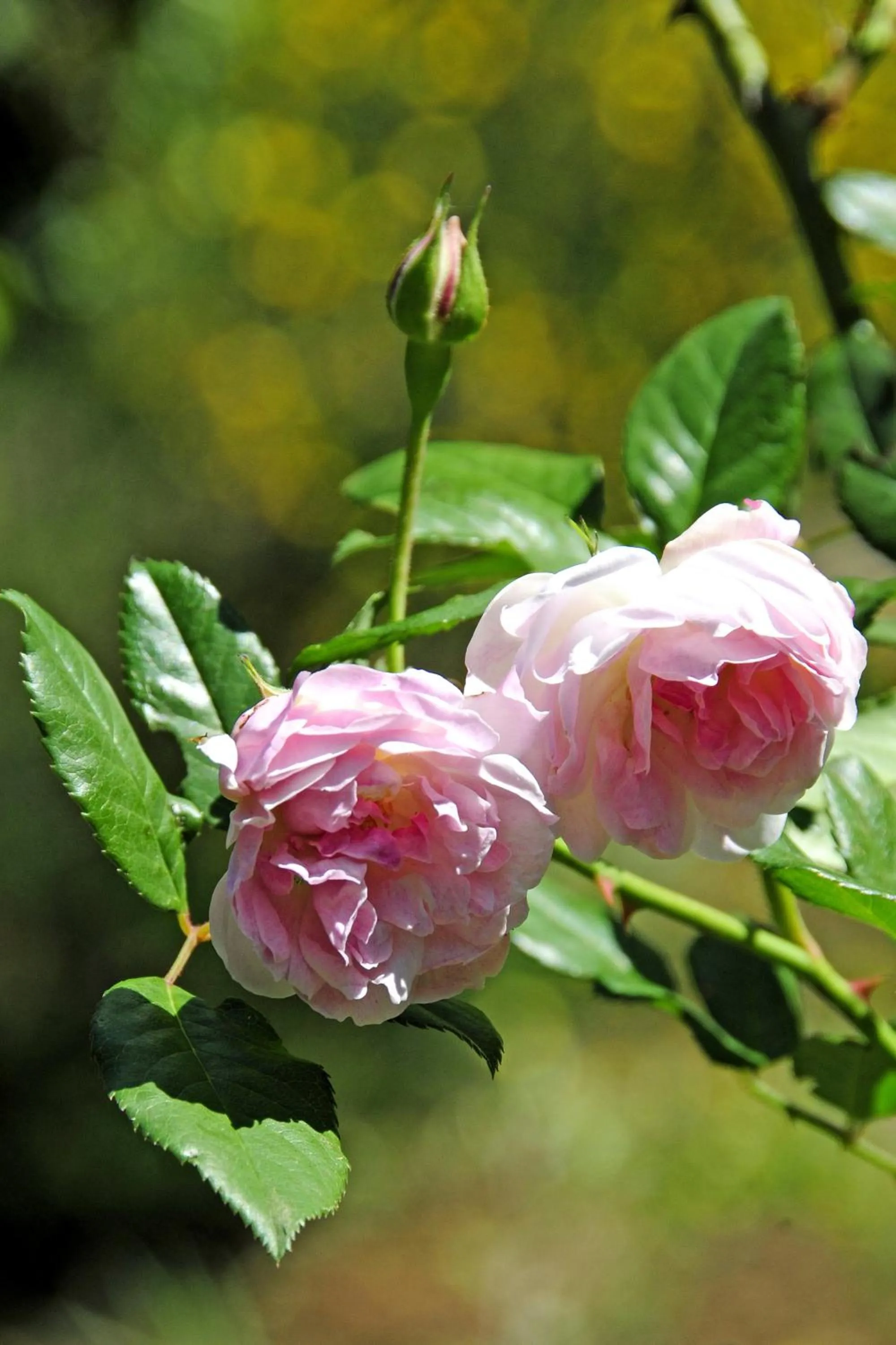 Garden view in Mkomazana Mountain Cottages