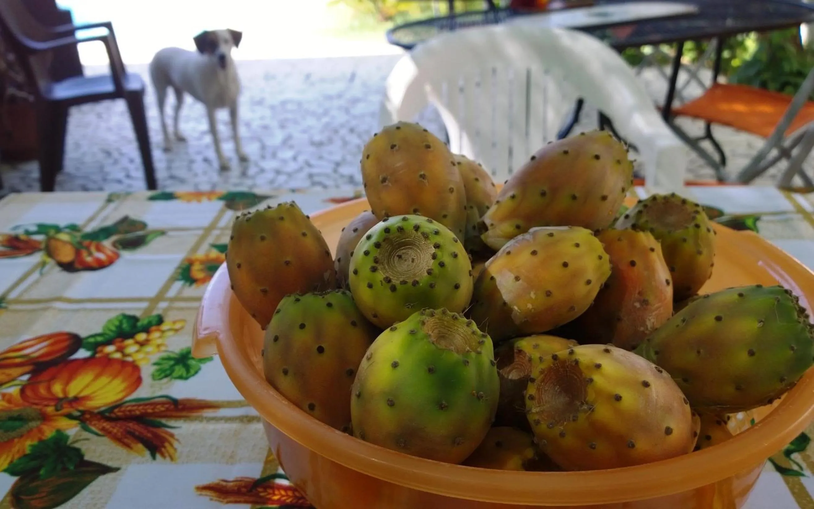 Patio in B&B Villa Romina