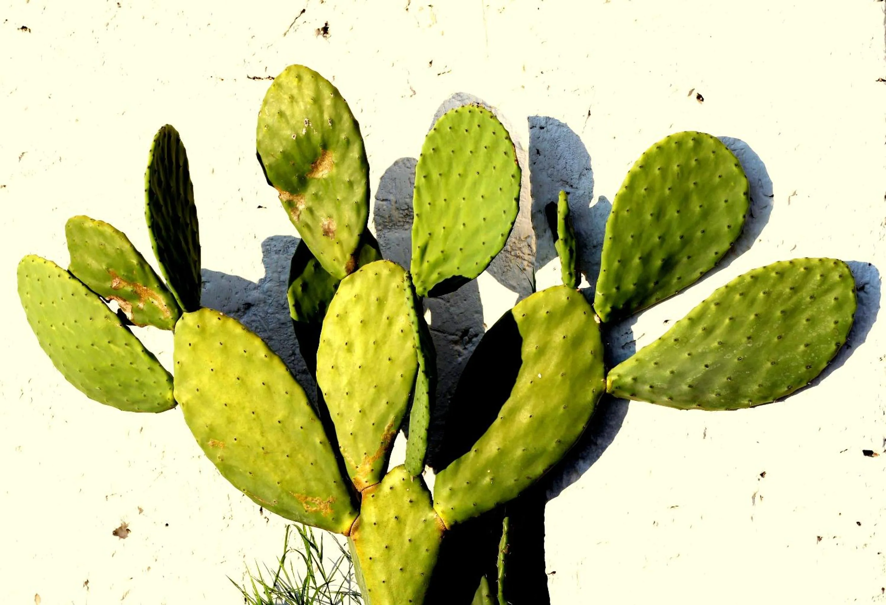 Property logo or sign in B&B Villa Romina