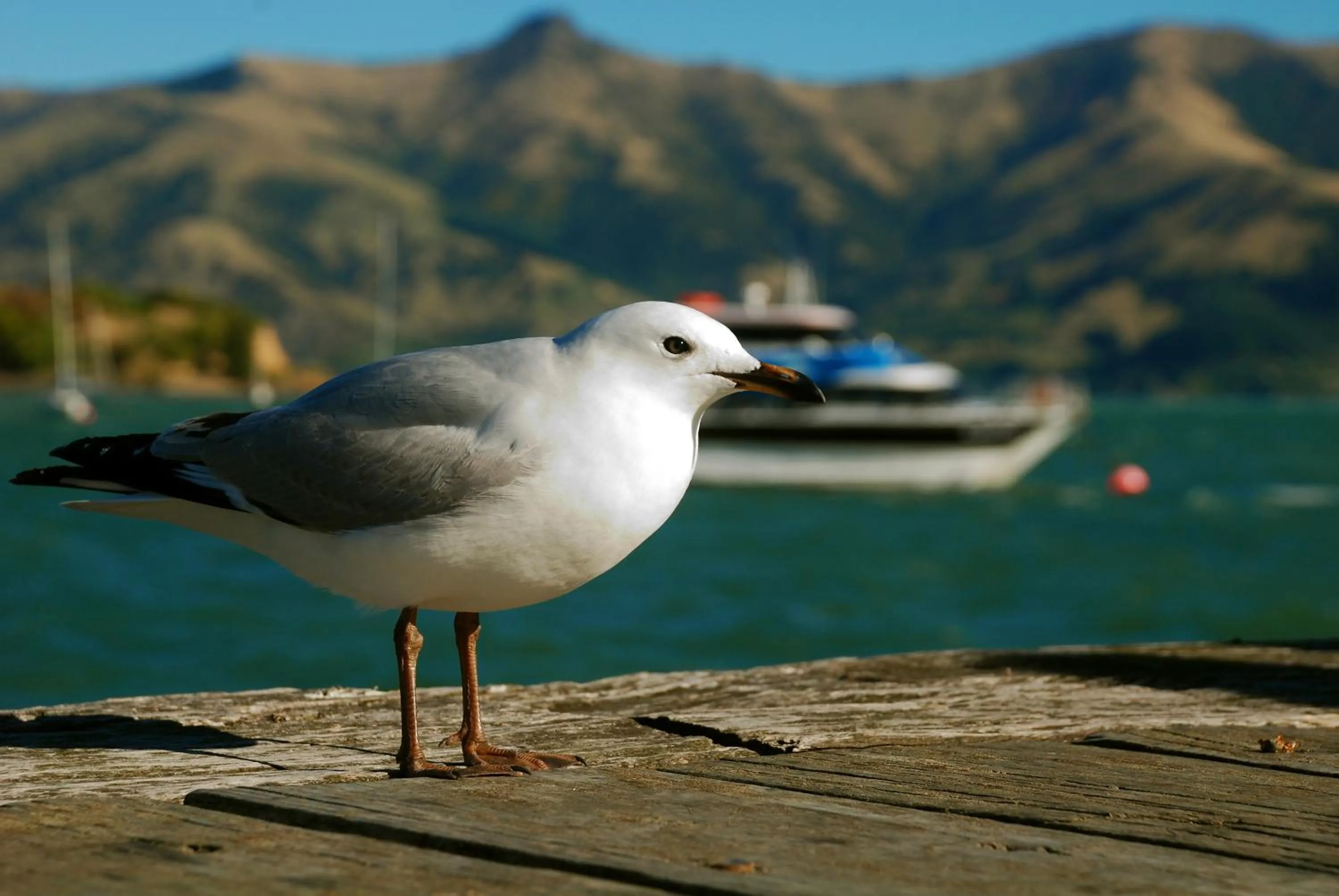 Natural landscape in Akaroa Top 10 Holiday Park
