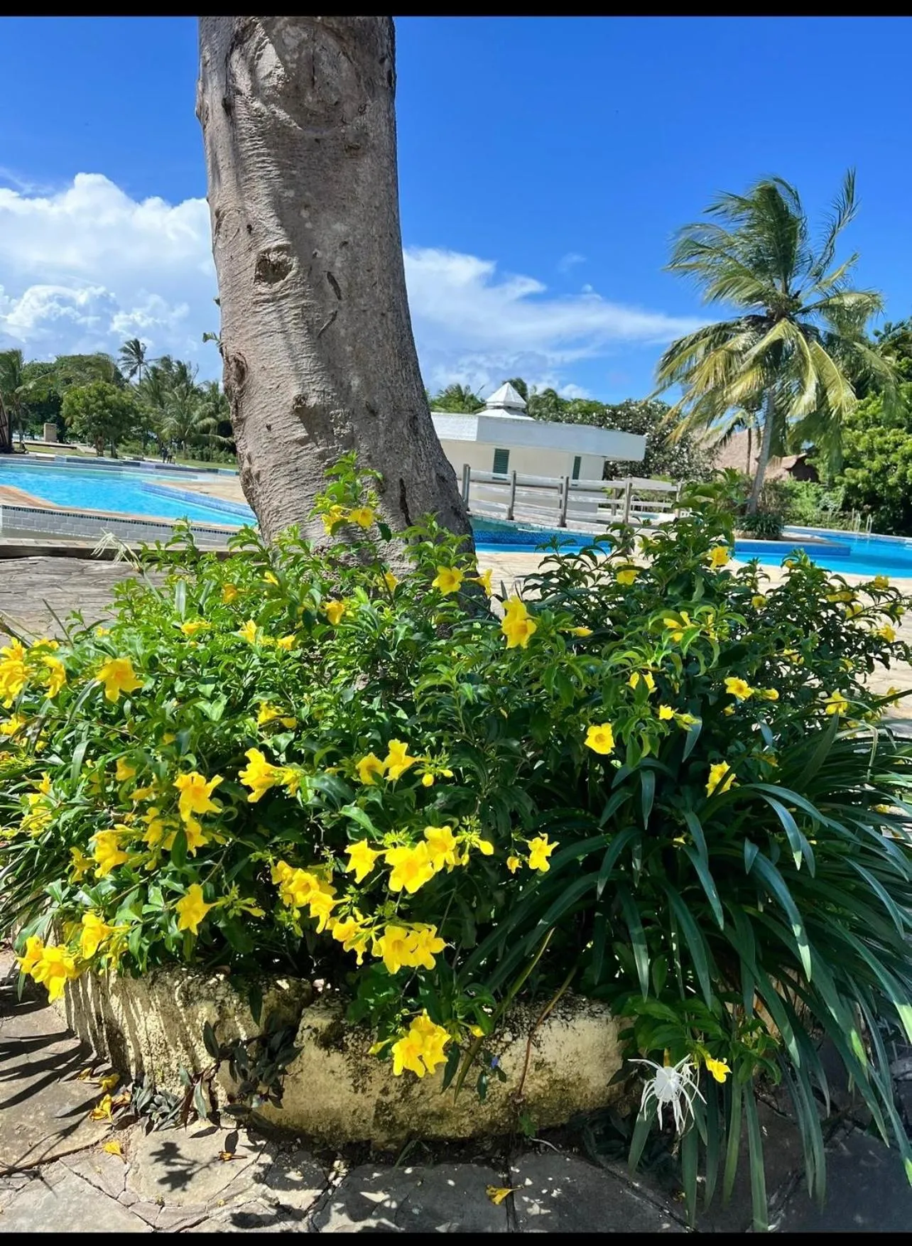 Natural landscape in Golden Sun Resort Apartments