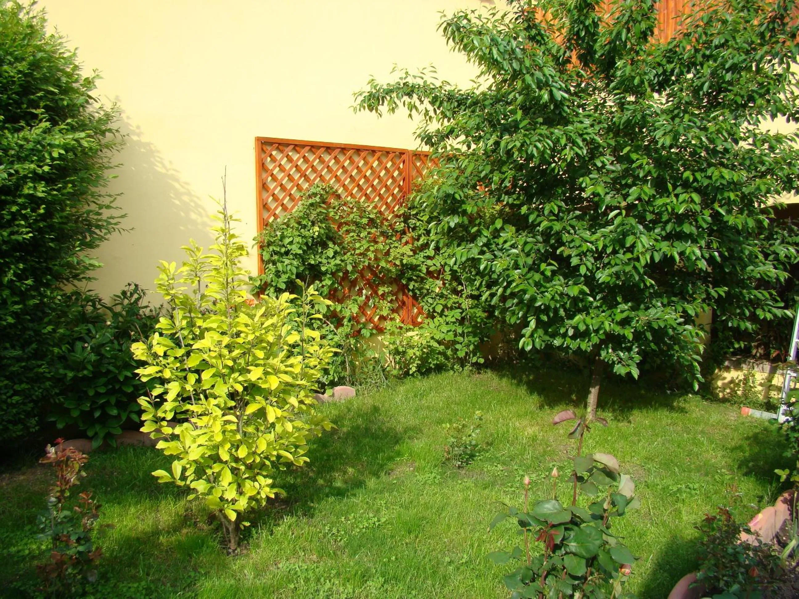 Garden in Pensiunea Magnolia
