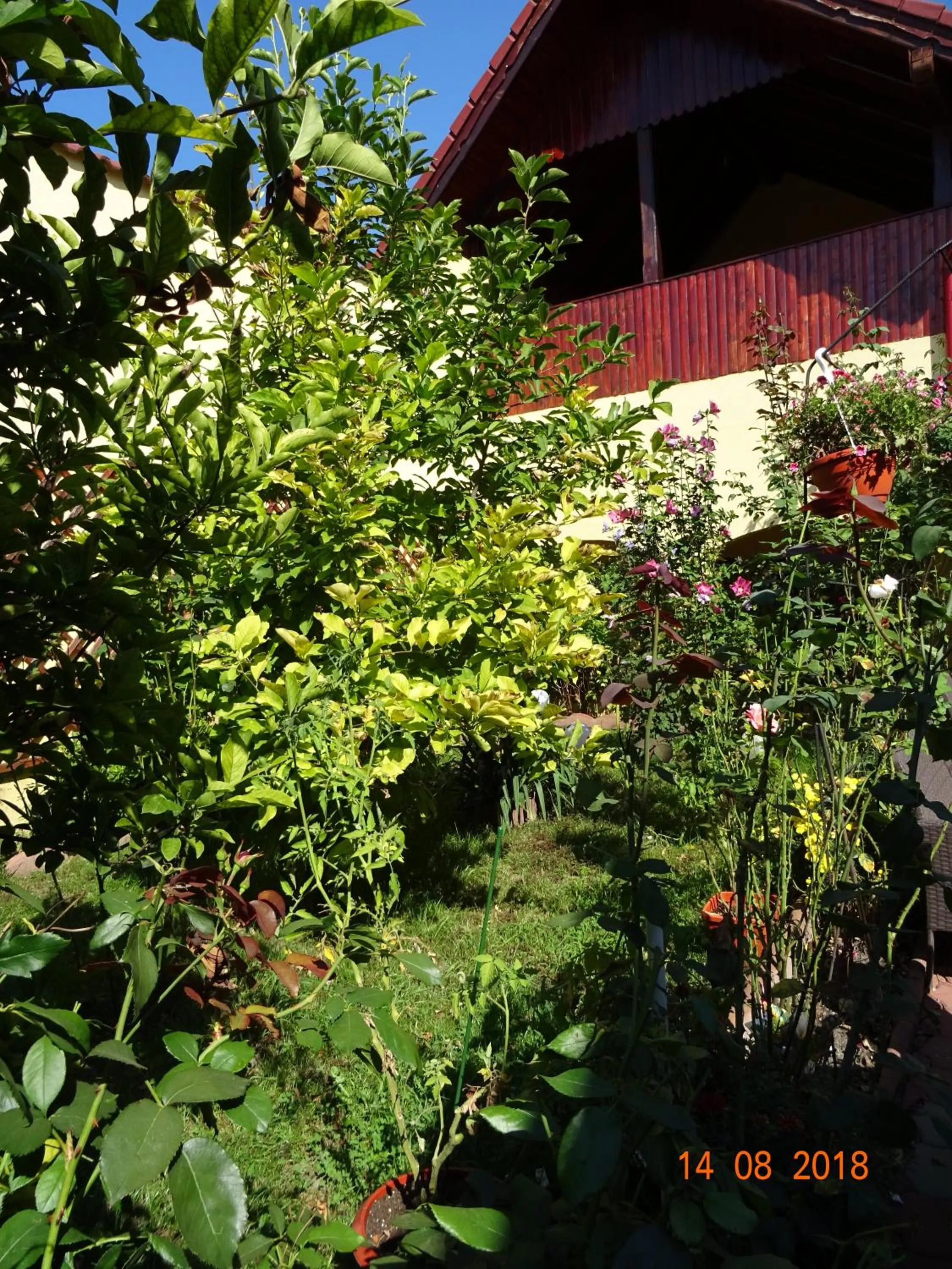 Garden in Pensiunea Magnolia