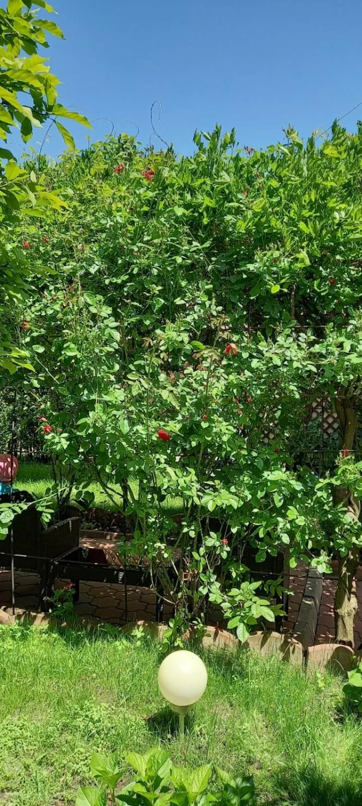 Garden in Pensiunea Magnolia