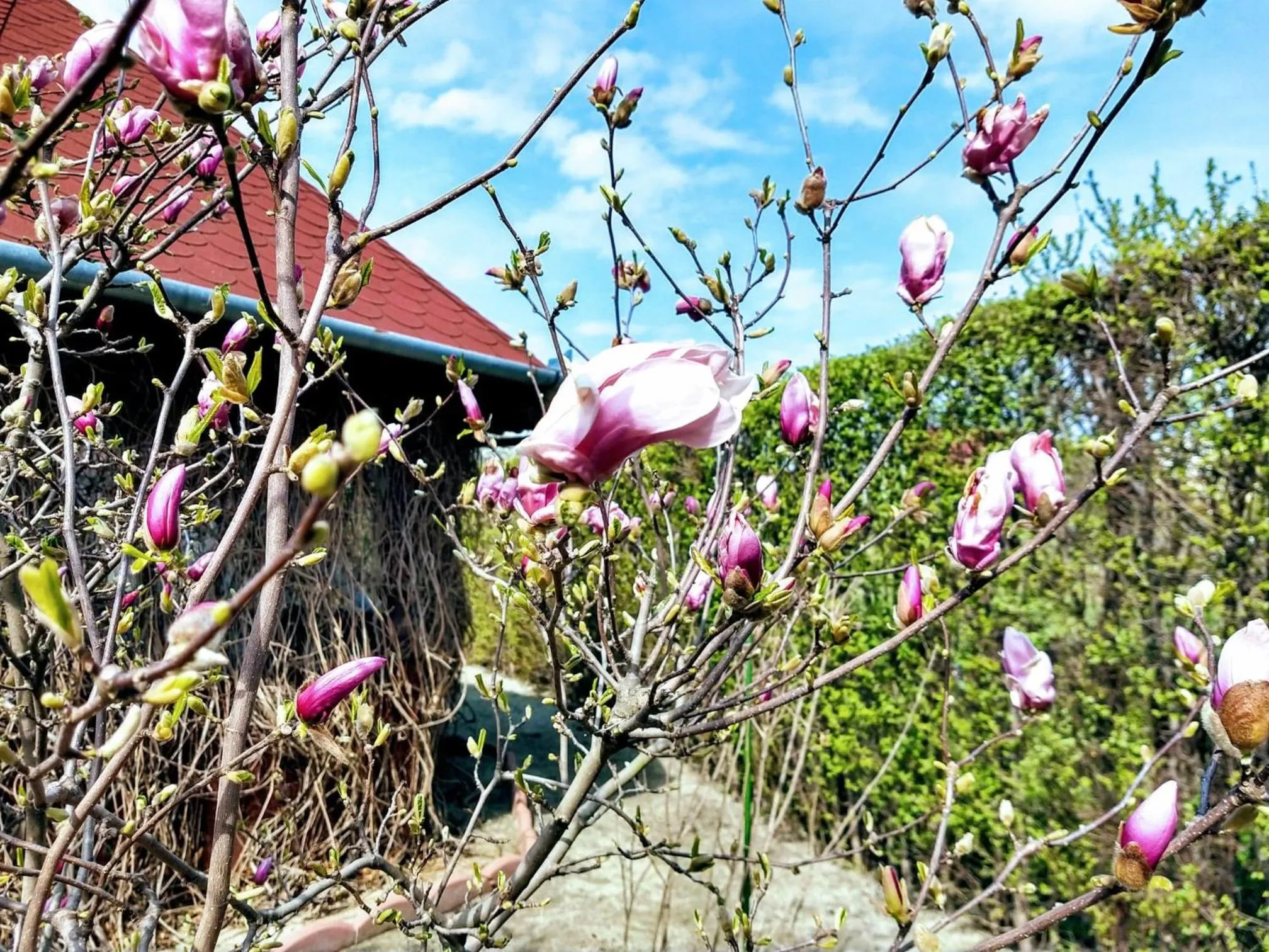 Garden in Pensiunea Magnolia