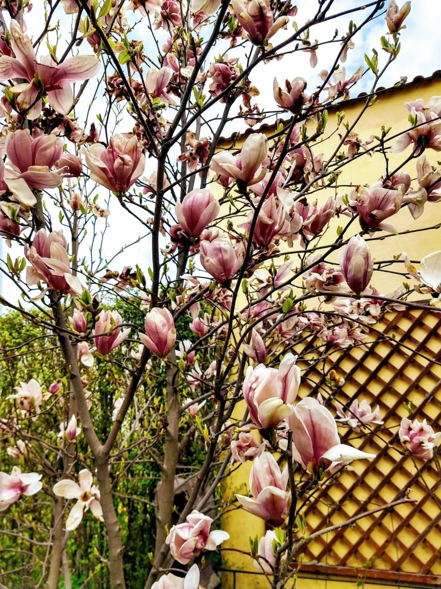 Garden in Pensiunea Magnolia