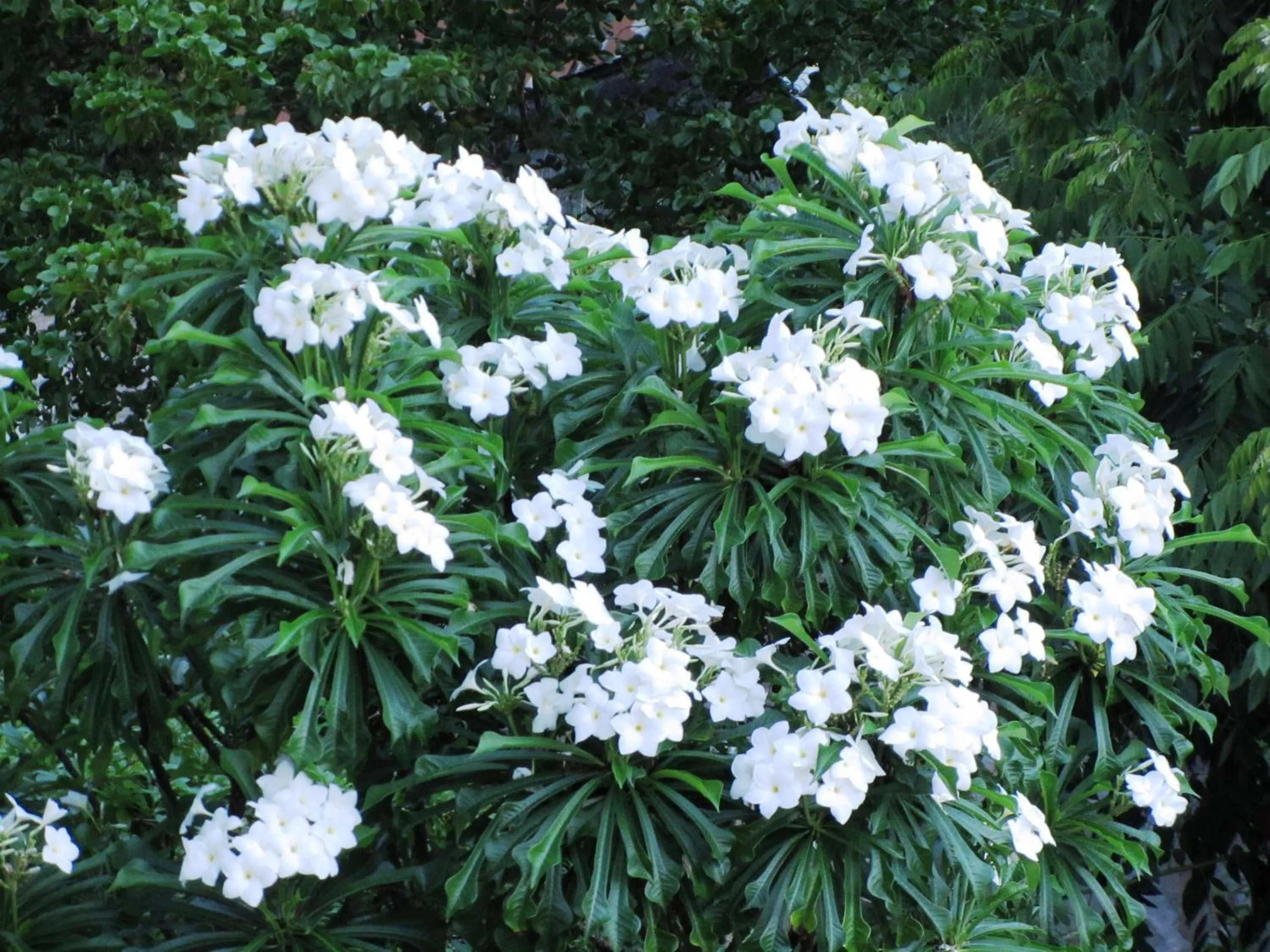 Spring in The Sweet Retreat