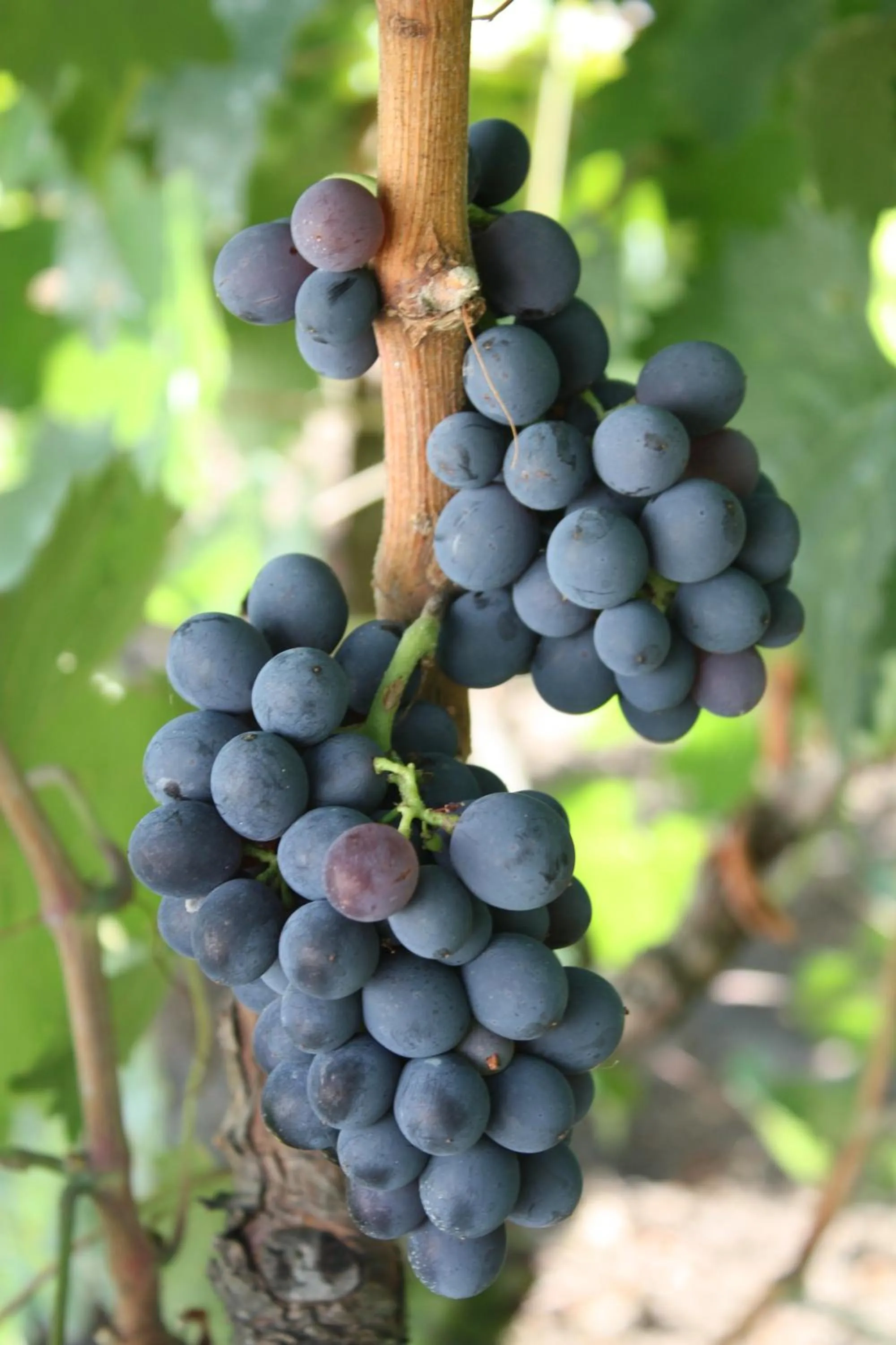 Garden in B&B Terre dì Montecoco