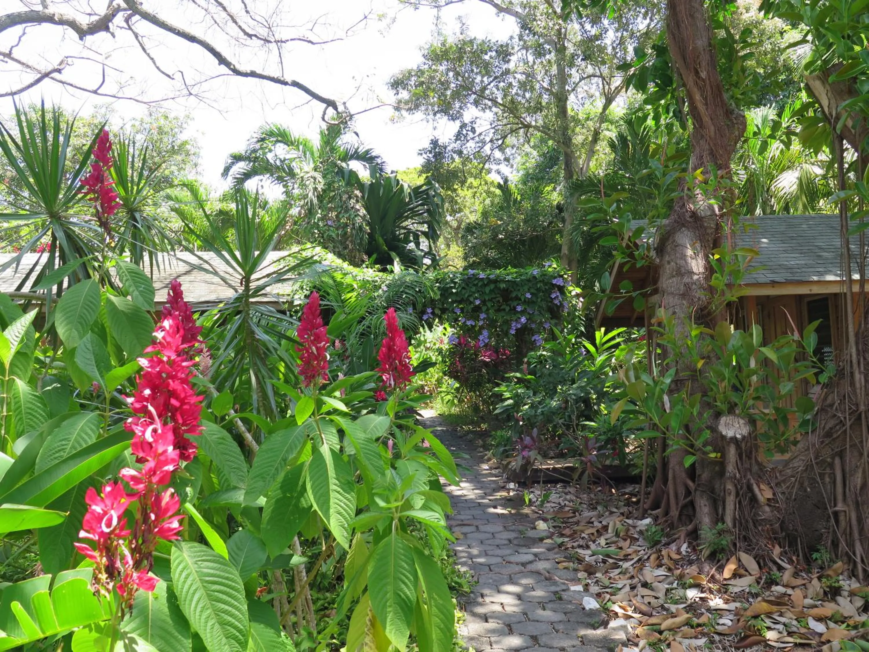 Garden in Hotel Chillies and Native Sons Diving