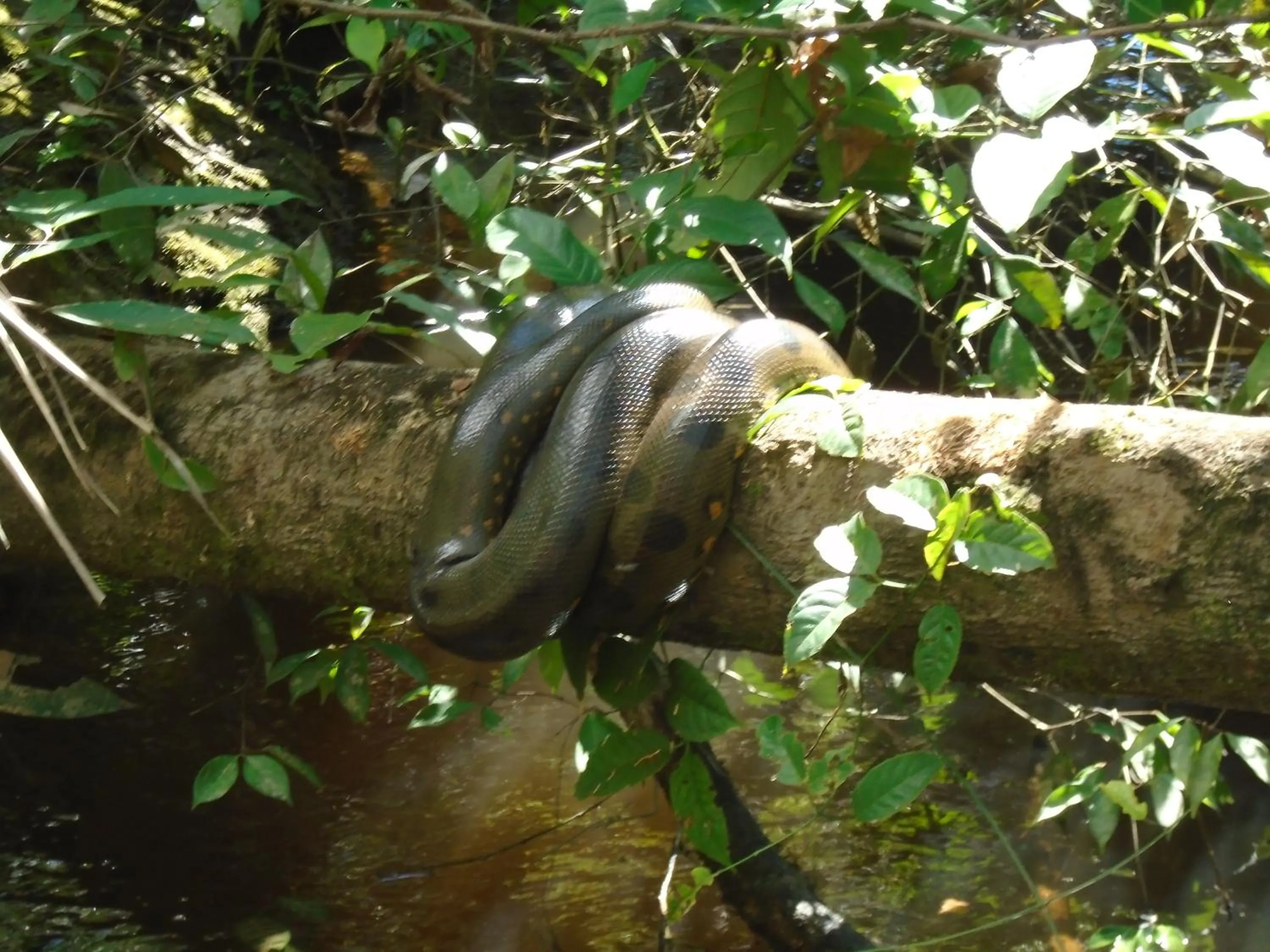 Natural landscape in Hotel Platinum Class