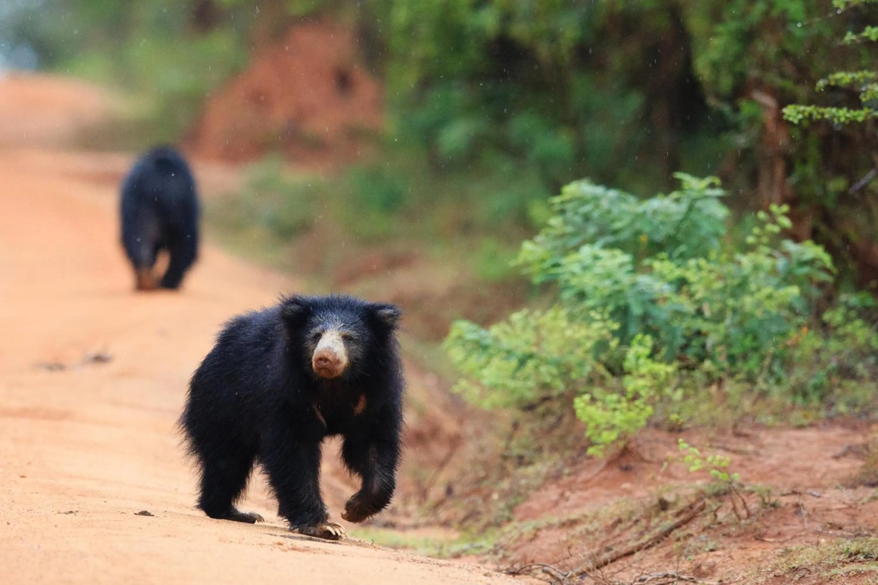 Activities in Uga Chena Huts - Yala - All Inclusive