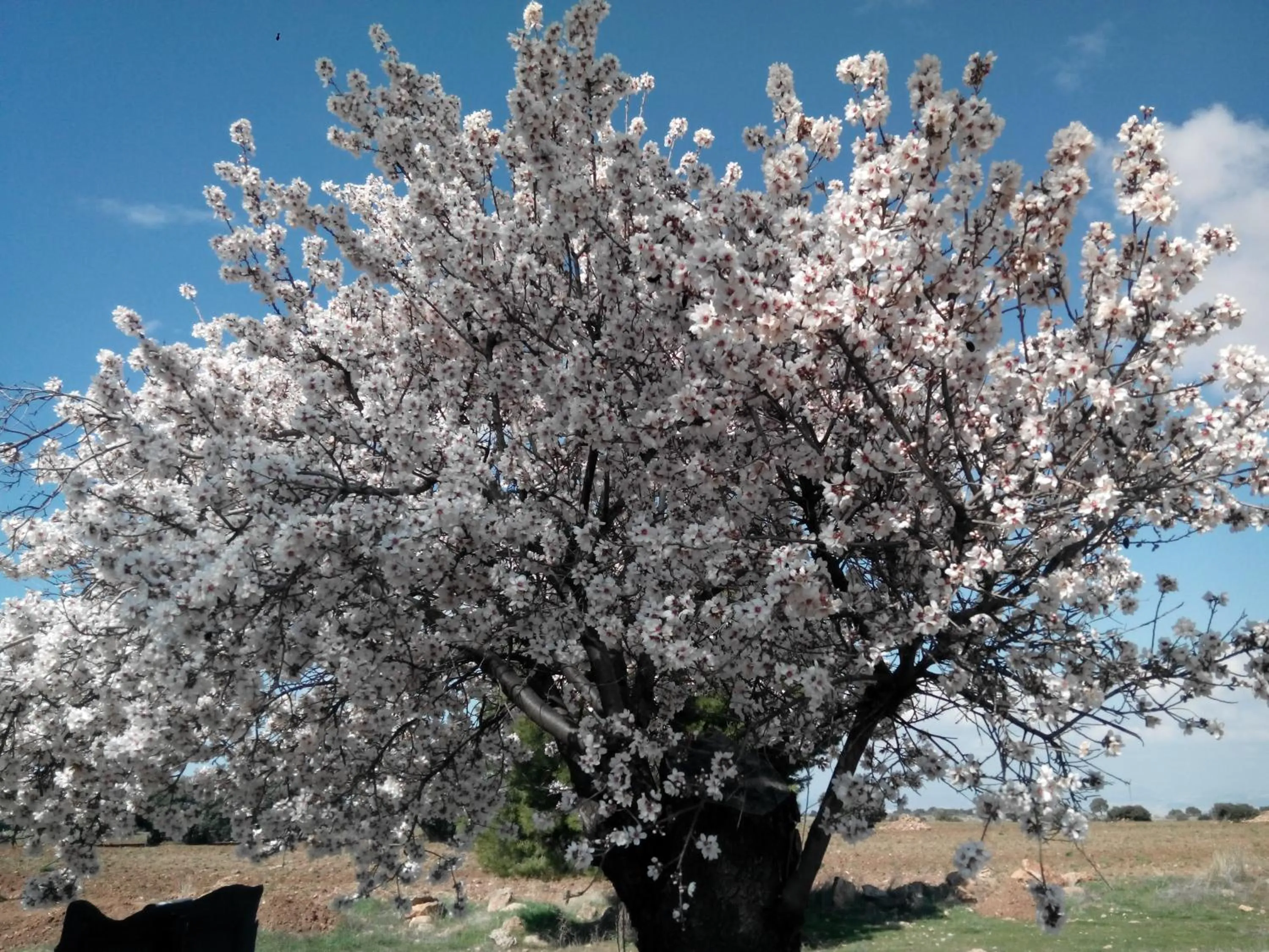 Property building in Balcones de Piedad