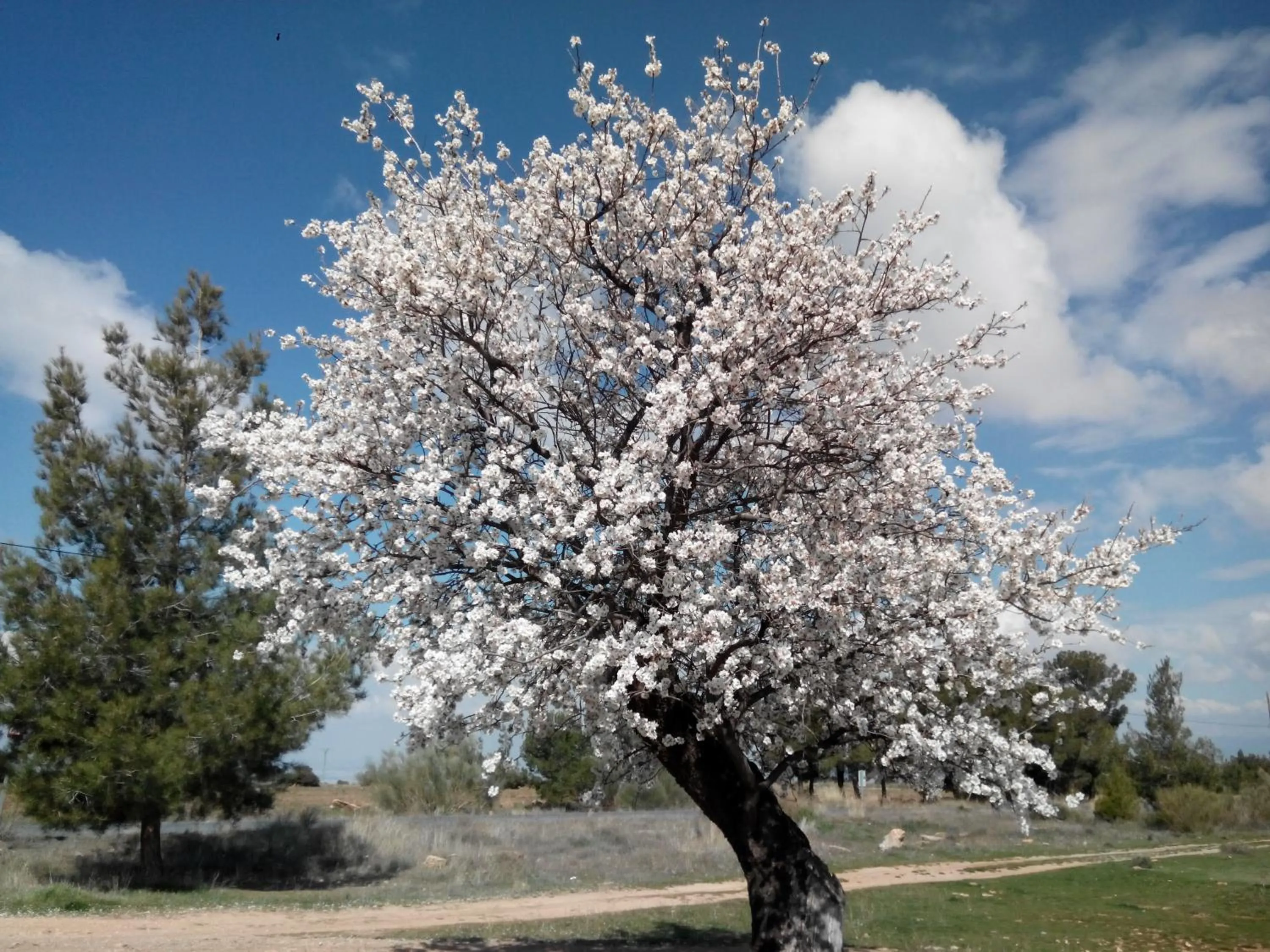 Spring in Balcones de Piedad