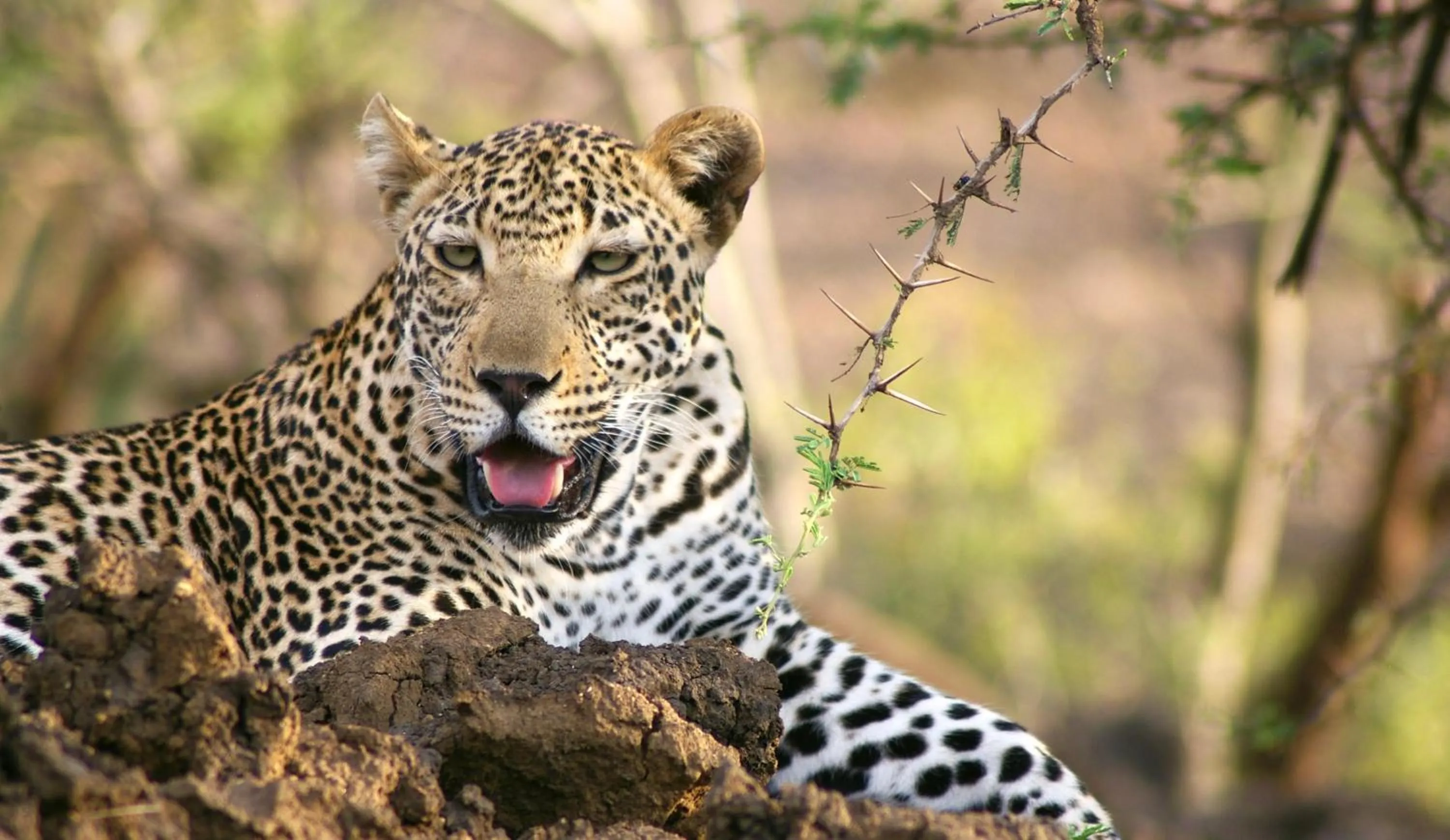 Spring in Karongwe- Shiduli Safari Lodge