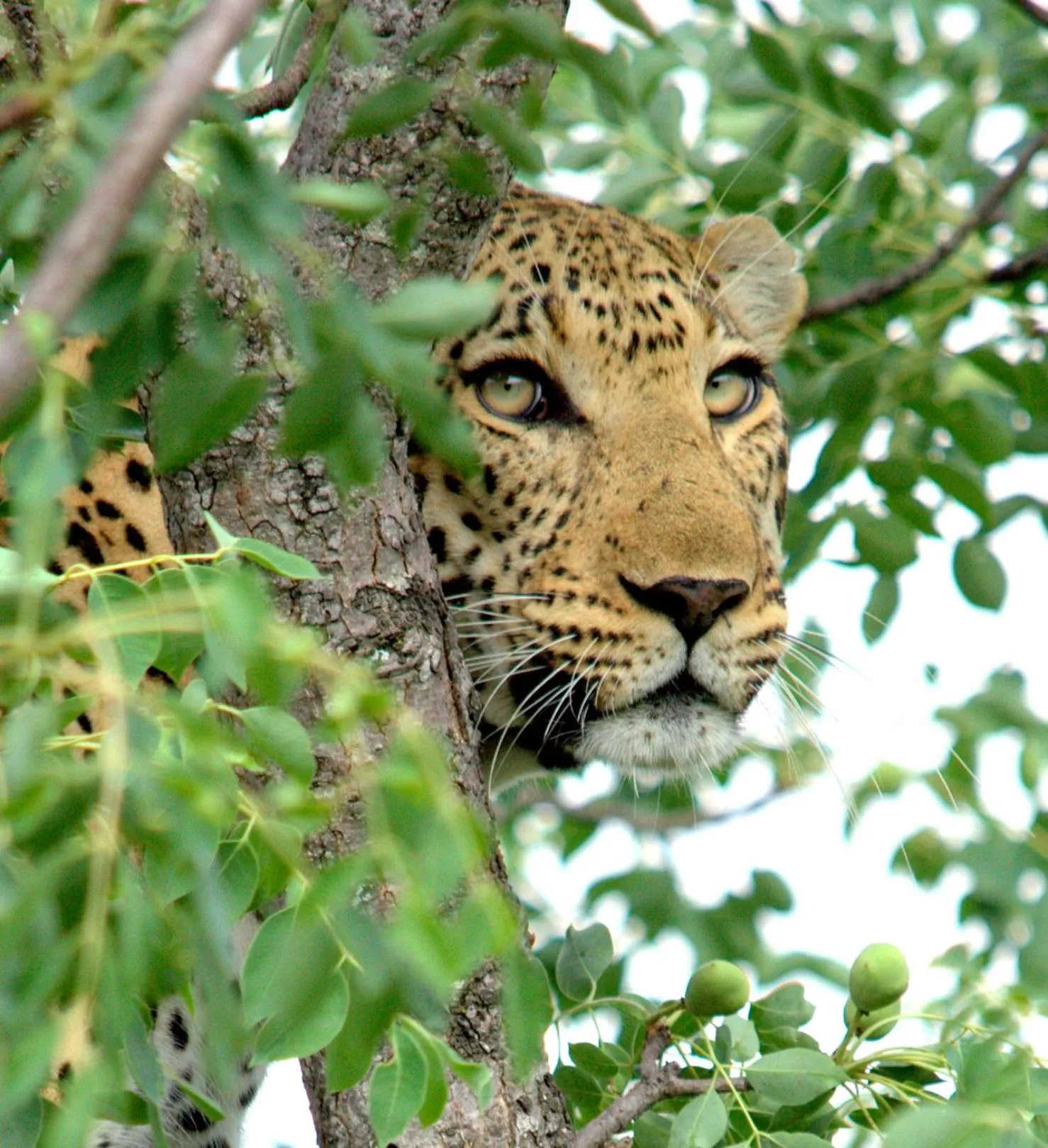 Animals in Karongwe- Shiduli Safari Lodge
